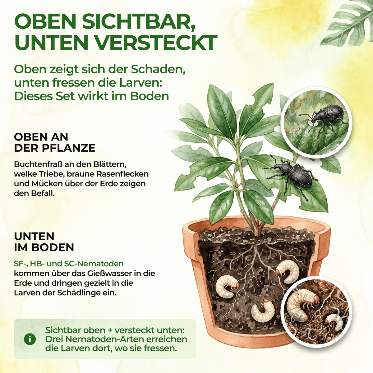 Nematoden Bodenschädlings-Set - Green Guardia - Ihr Experte für Schädlinge und Pflanzen