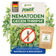 Nematoden gegen Thripse