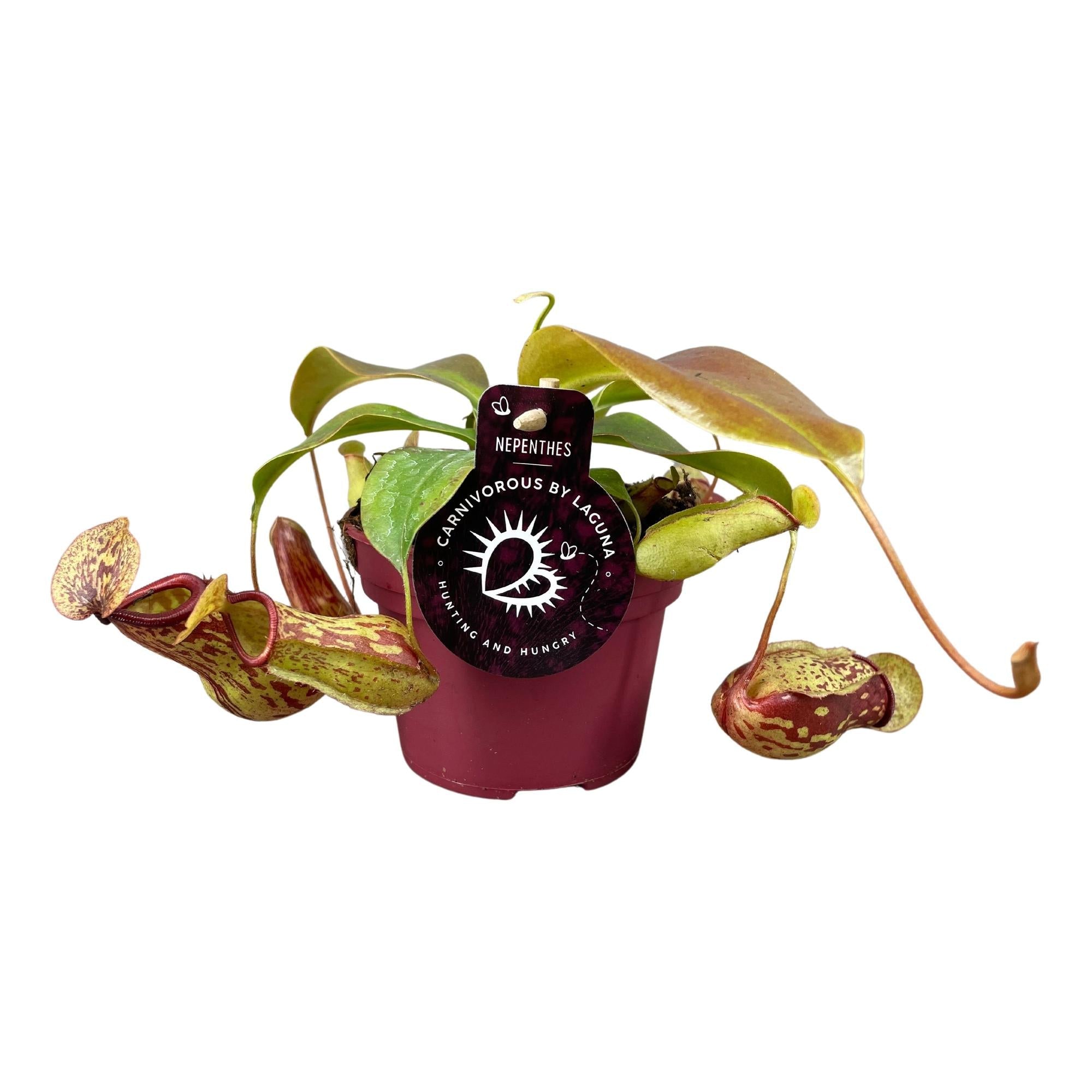 Nepenthes ‘Gaya’ – Kannenpflanze – 12 cm Topf, 17 cm hoch - Green Guardia - Ihr Experte für Schädlinge und Pflanzen