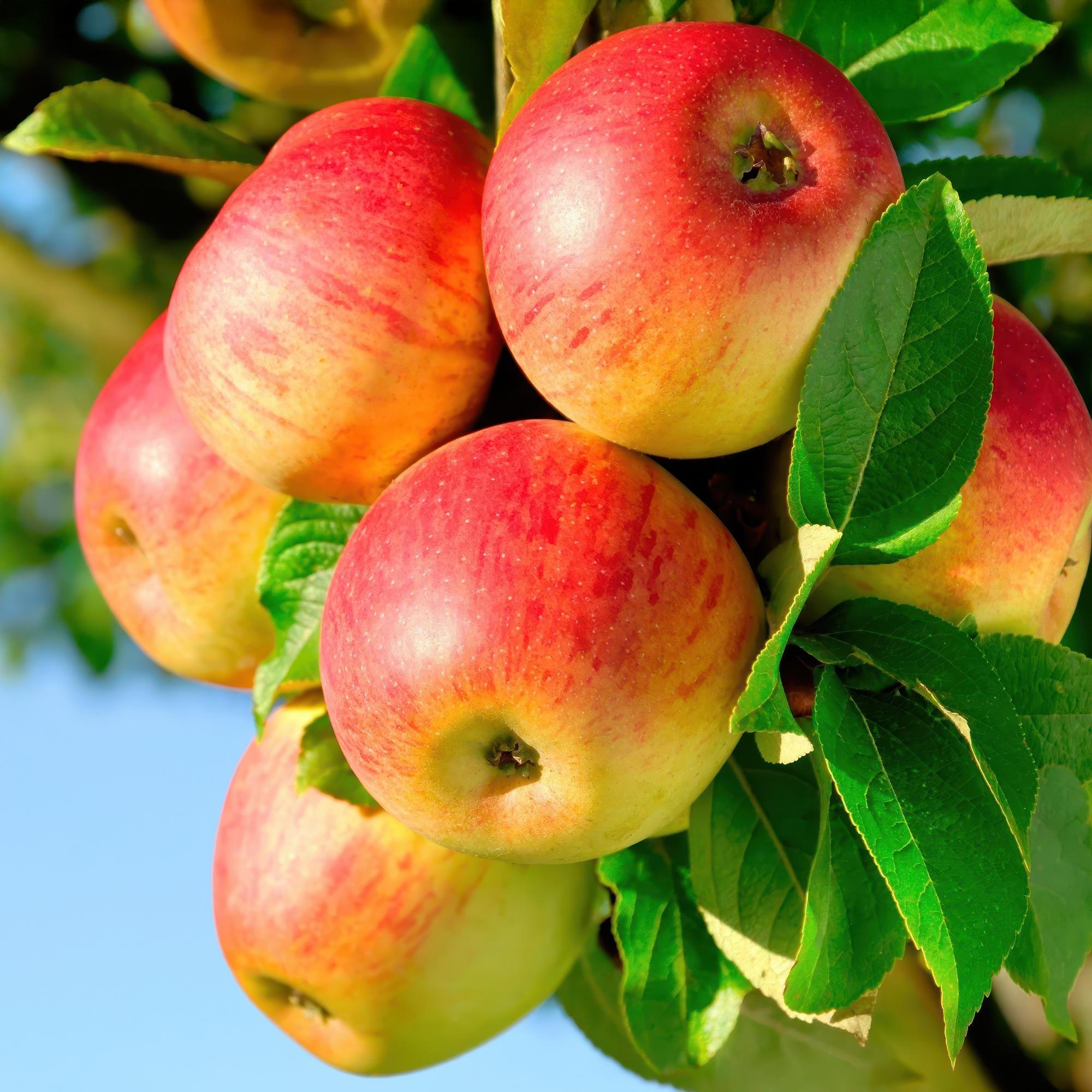 Obstpflanze Apfelbaum „Jonagold“ – gelbgrüne Sorte, 90 cm hoch - Green Guardia - Ihr Experte für Schädlinge und Pflanzen