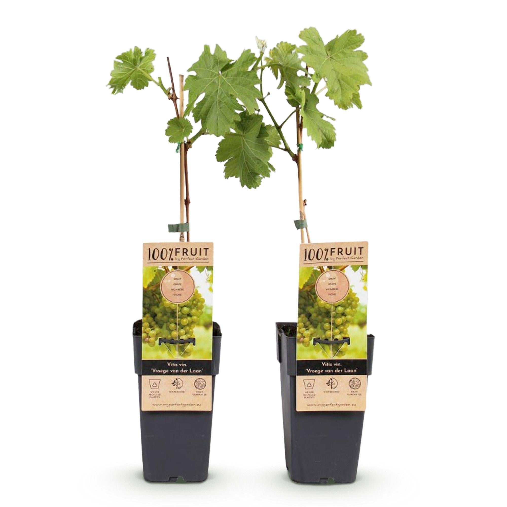 Obstpflanze Weiße Traube ‘Frühzeit von der Laan’ – 2 Pflanzen, Topf 15 cm, Höhe ca. 50 cm - Green Guardia - Ihr Experte für Schädlinge und Pflanzen