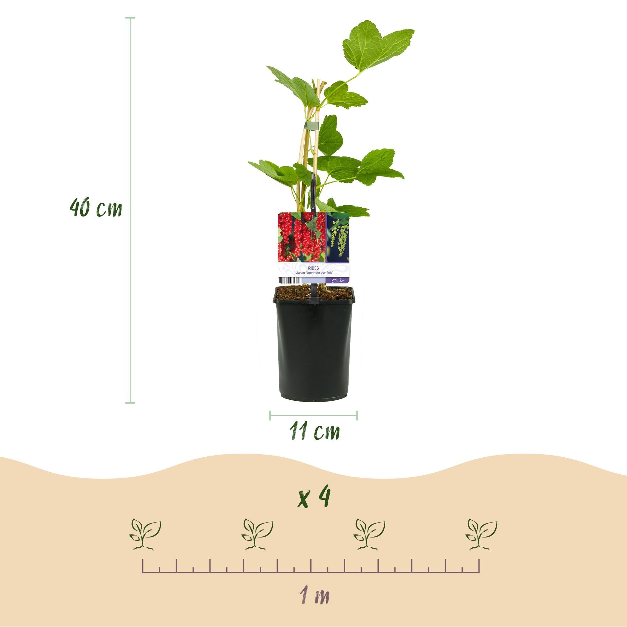 Obstpflanzen - Mix – Johannisbeere, Himbeere & Brombeere (3 Pflanzen, 11 cm Topf, ca. 40 cm) - Green Guardia - Ihr Experte für Schädlinge und Pflanzen