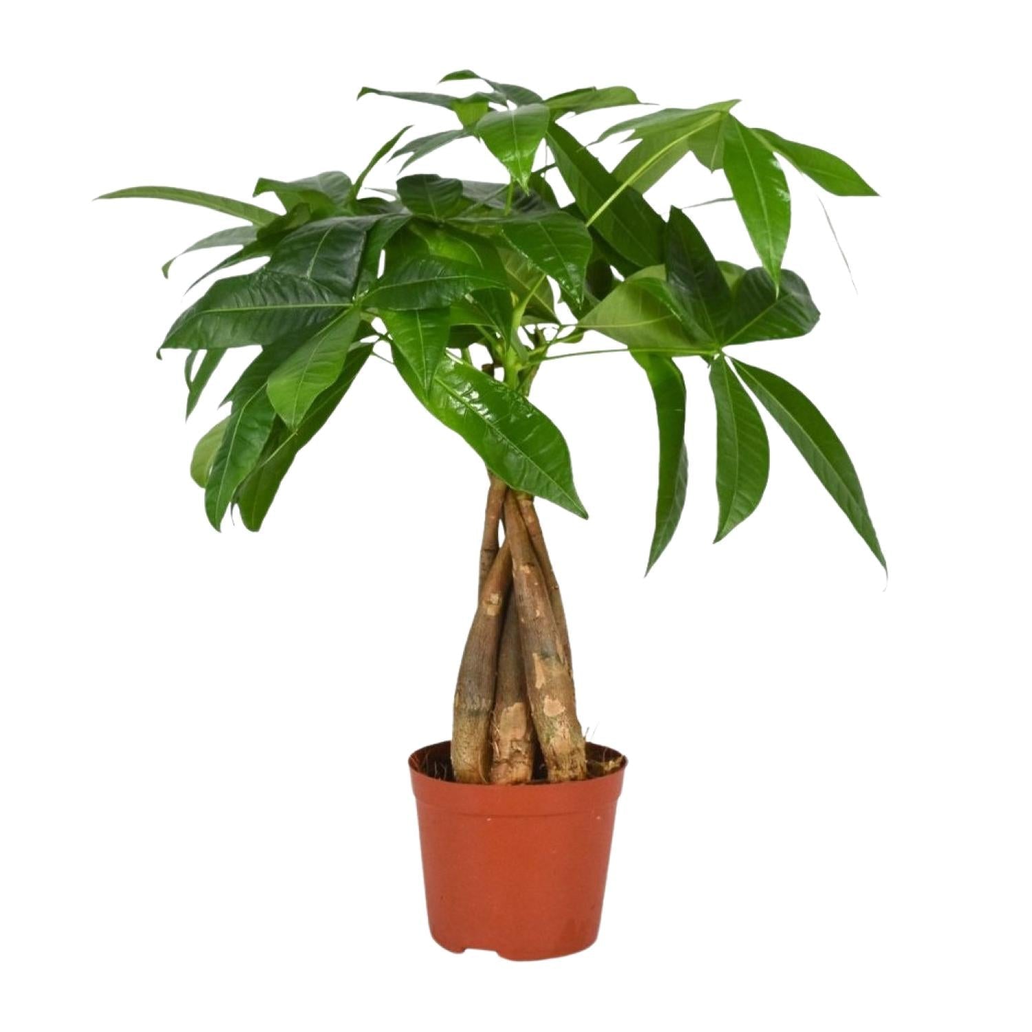 Pachira Aquatica – Glückskastanie - 35 - 120 cm - Green Guardia - Ihr Experte für Schädlinge und Pflanzen