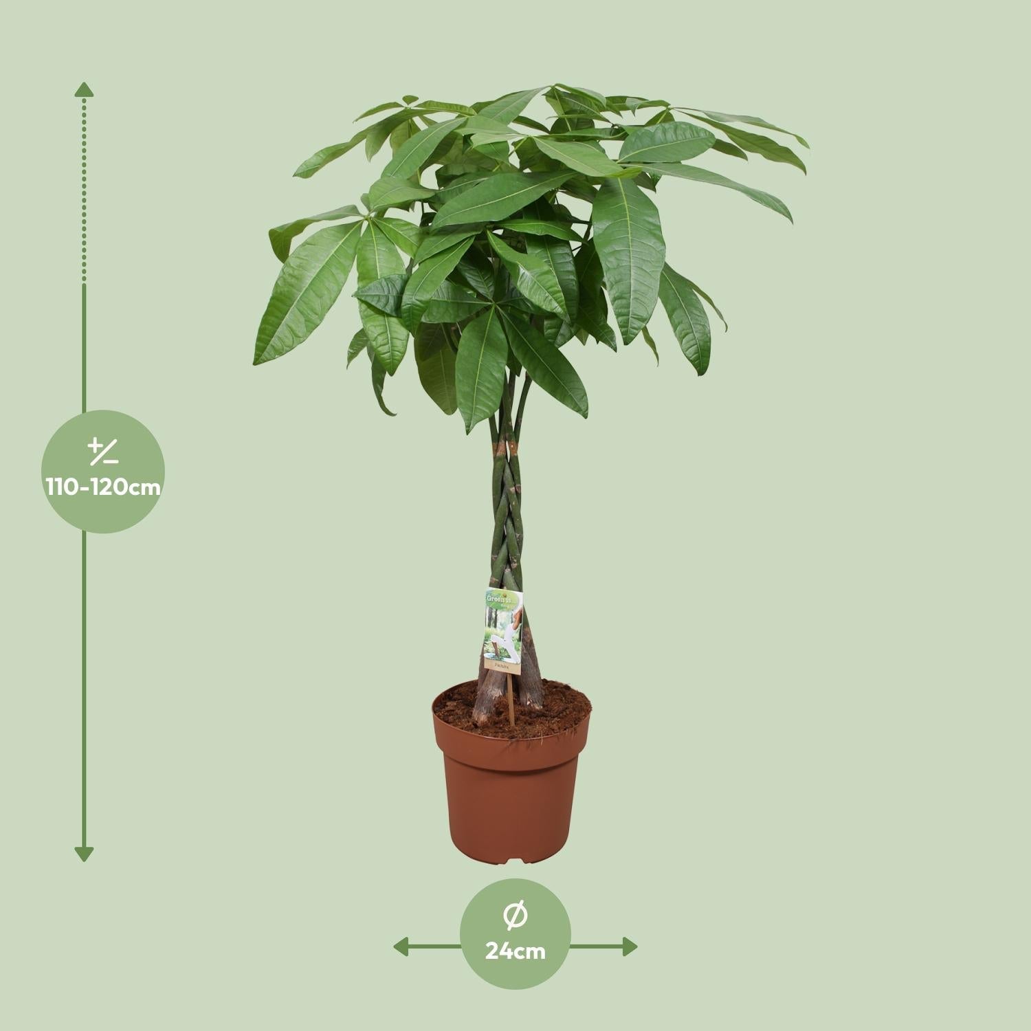 Pachira Aquatica – Glückskastanie - 35 - 120 cm - Green Guardia - Ihr Experte für Schädlinge und Pflanzen