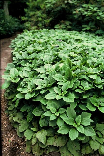 Pachysandra terminalis – immergrüner Bodendecker, 10–25 cm hoch - Green Guardia - Ihr Experte für Schädlinge und Pflanzen