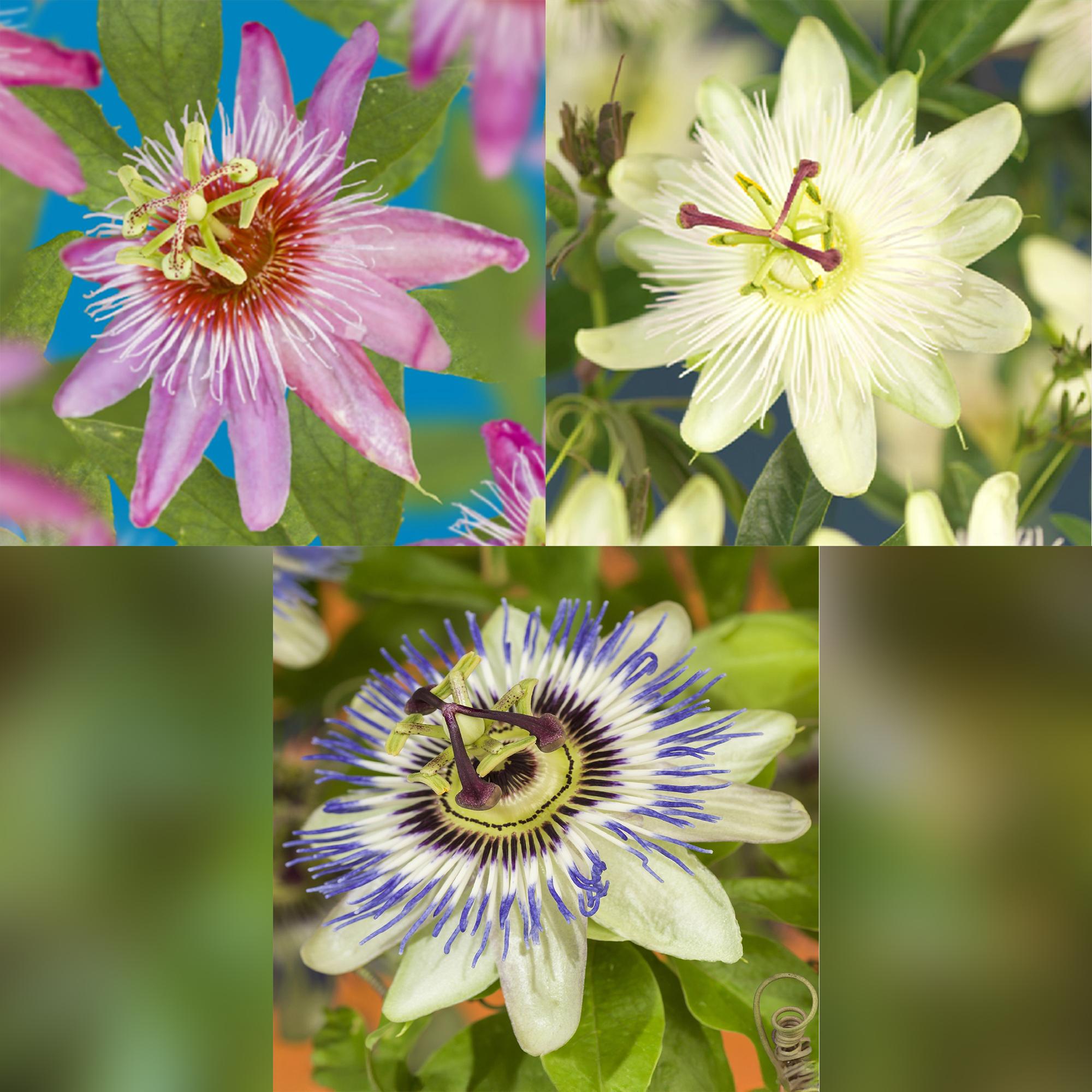 Passionsblume ‘Tricolour’ – farbenfrohe Kletterpflanze, 3 Pflanzen, 11 cm Topf, 40 cm hoch - Green Guardia - Ihr Experte für Schädlinge und Pflanzen