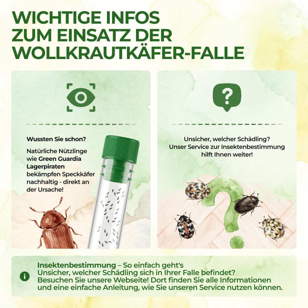 Pelzkäfer Falle - Green Guardia - Ihr Experte für Schädlinge und Pflanzen