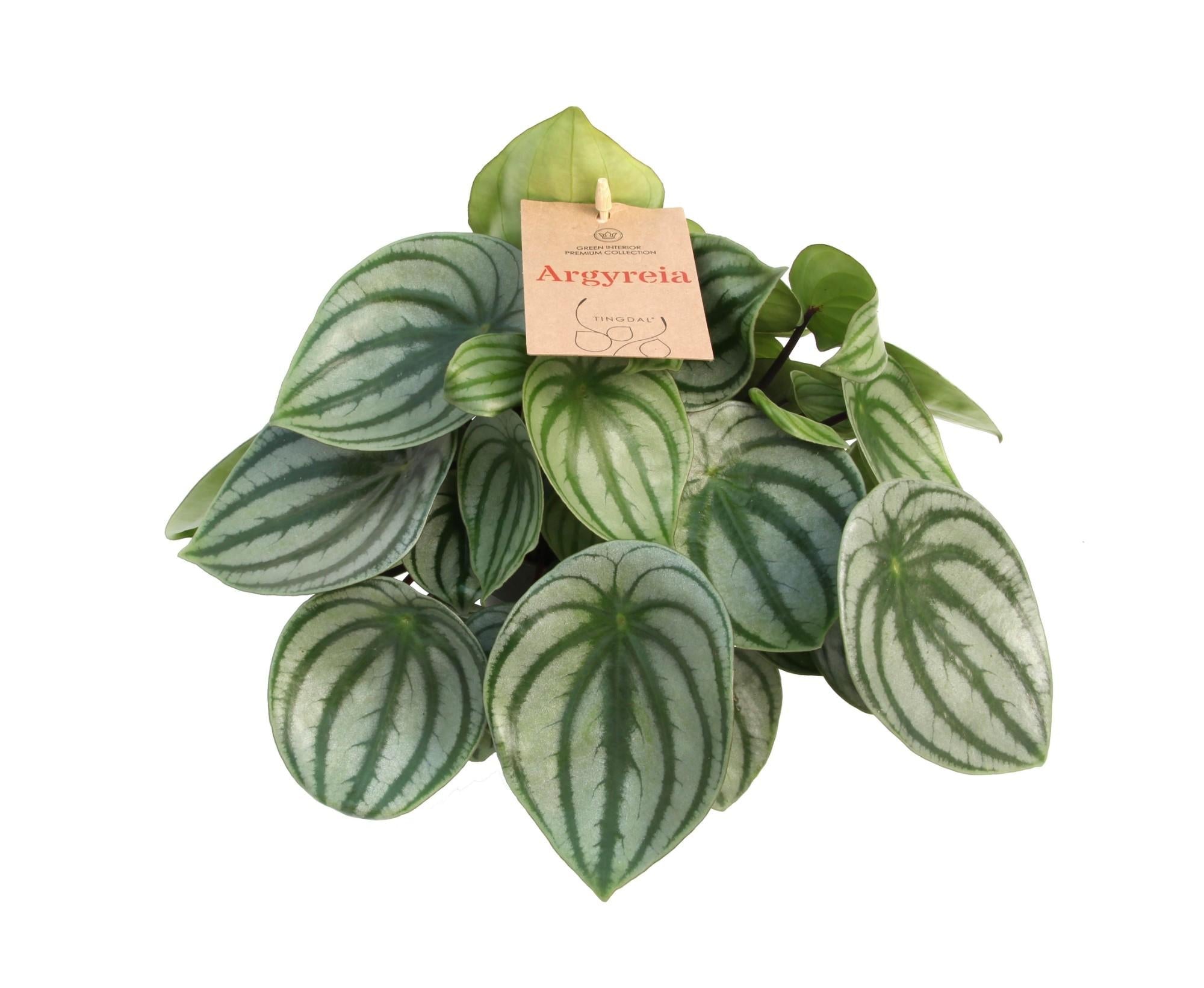 Peperomia Argyreia – Wassermelonen - Peperomie - 14 cm Topf, 27 cm hoch - Green Guardia - Ihr Experte für Schädlinge und Pflanzen
