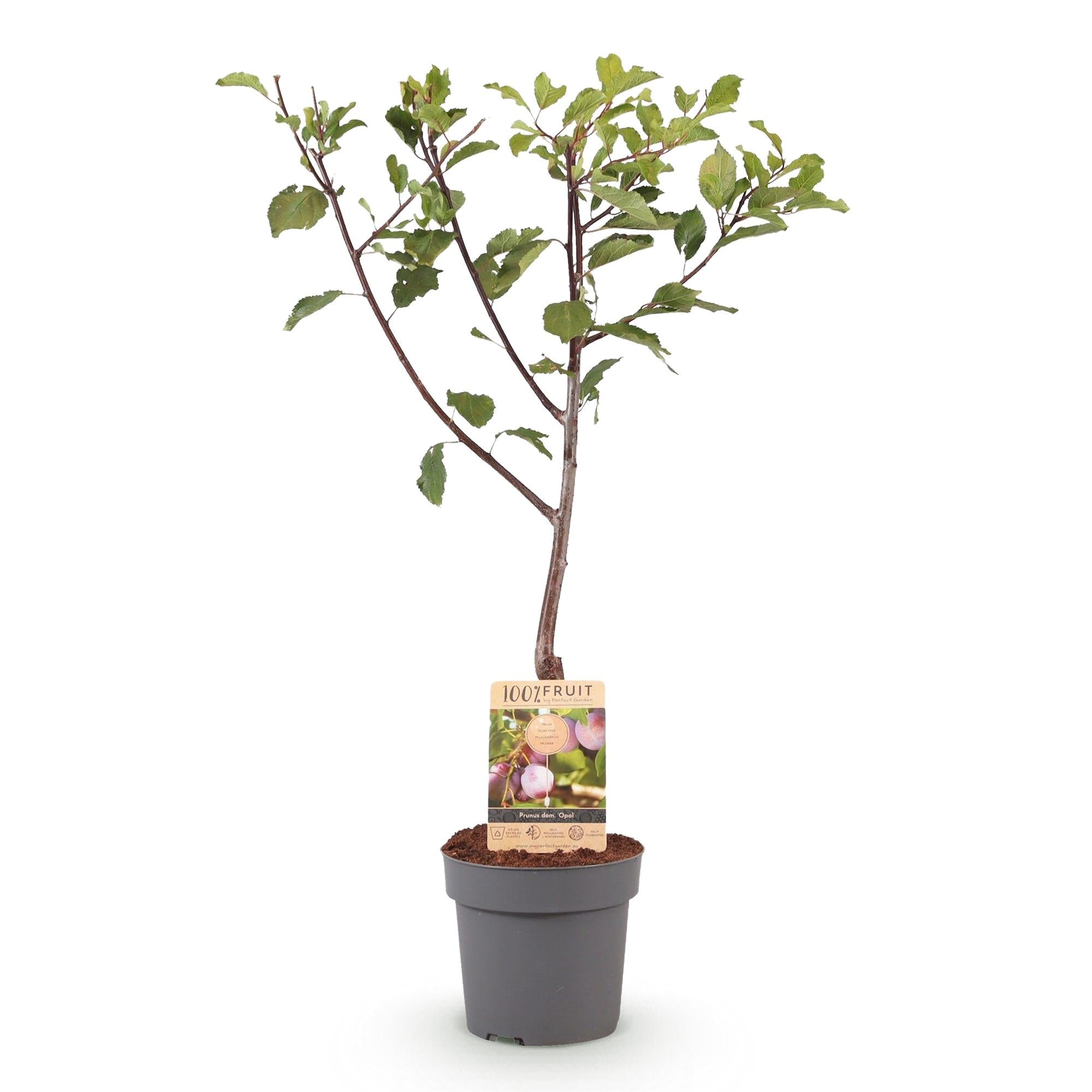 Pflaumenbaum „Opal“ – Gelb - rote Früchte im 21 cm Topf (ca. 90 cm hoch) - Green Guardia - Ihr Experte für Schädlinge und Pflanzen