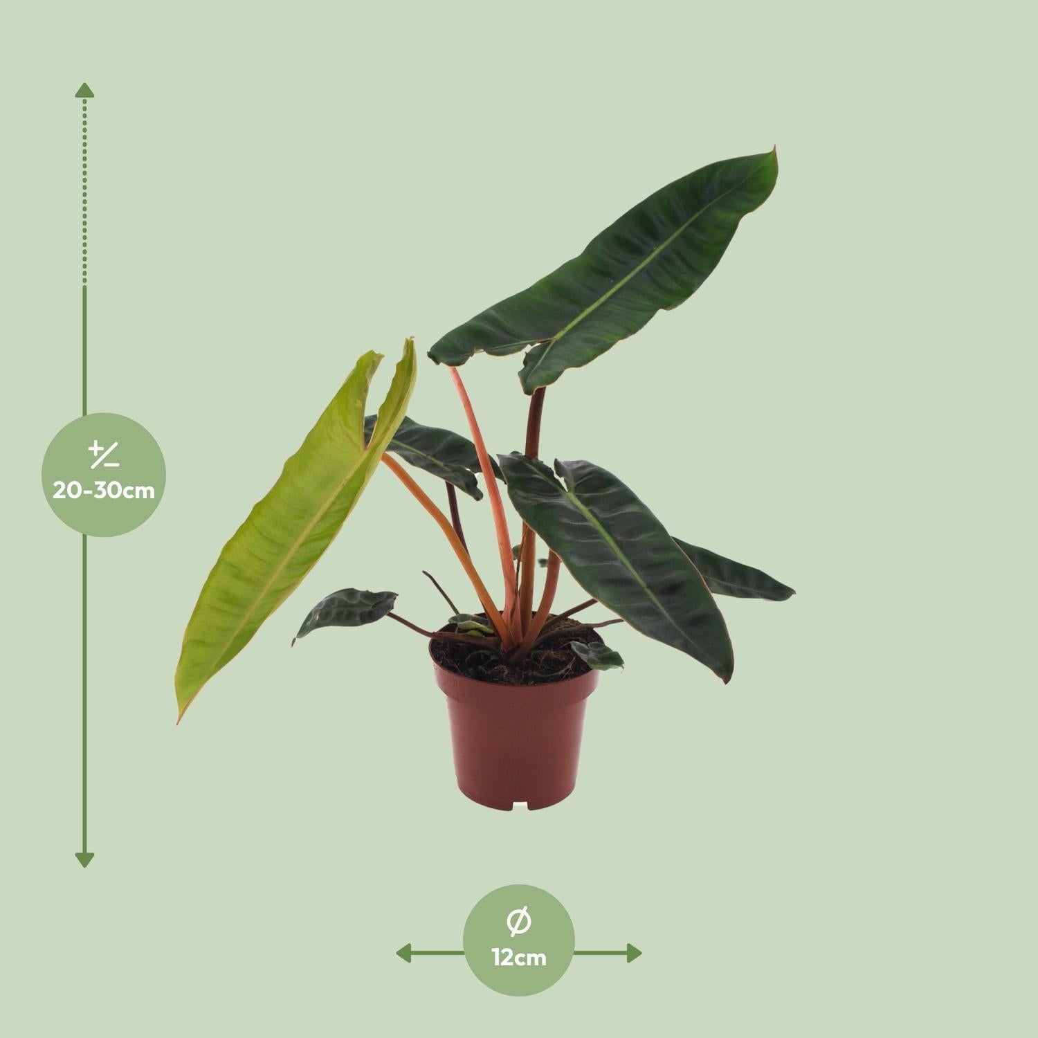 Philodendron billietiae – Baumfreund – 12 cm Topf, 25 cm hoch - Green Guardia - Ihr Experte für Schädlinge und Pflanzen