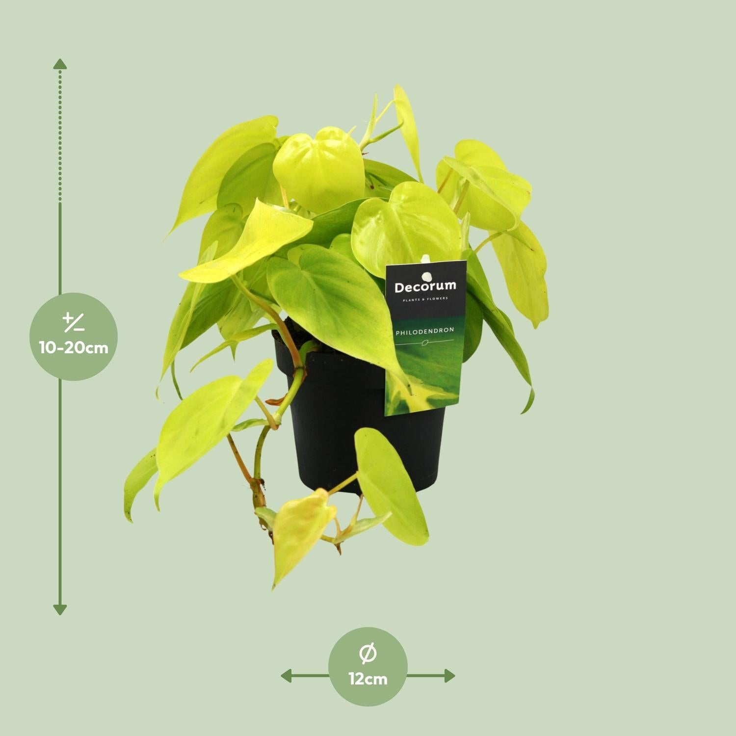 Philodendron ‘Lime’ – Baumfreund – 12 cm Topf, 20 cm hoch - Green Guardia - Ihr Experte für Schädlinge und Pflanzen