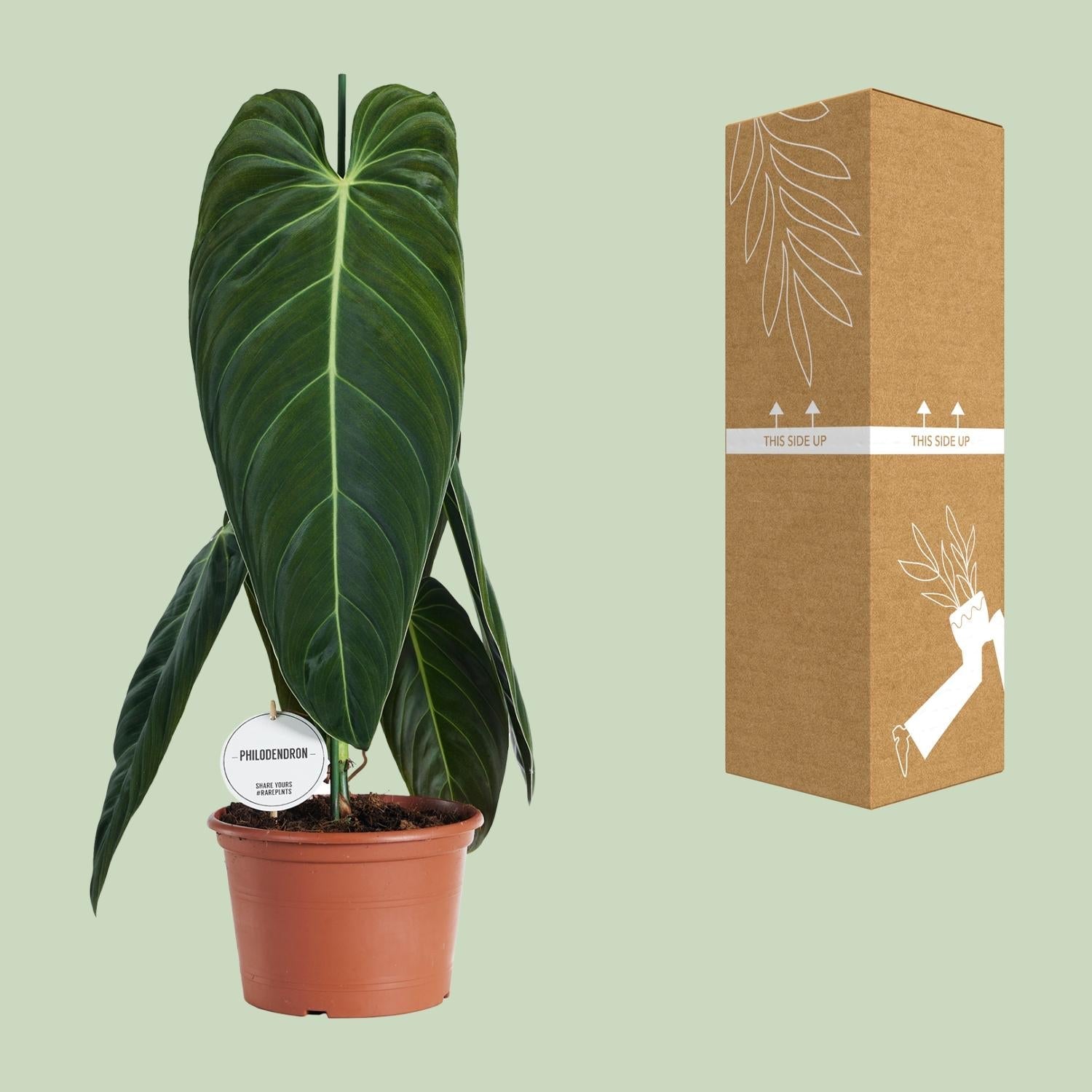 Philodendron melanochrysum – Filodendron drzewiasty – doniczka 21 cm,  wysokość 75 cm
