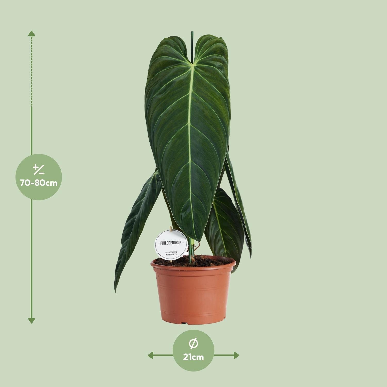 Philodendron melanochrysum – Filodendron drzewiasty – doniczka 21 cm,  wysokość 75 cm