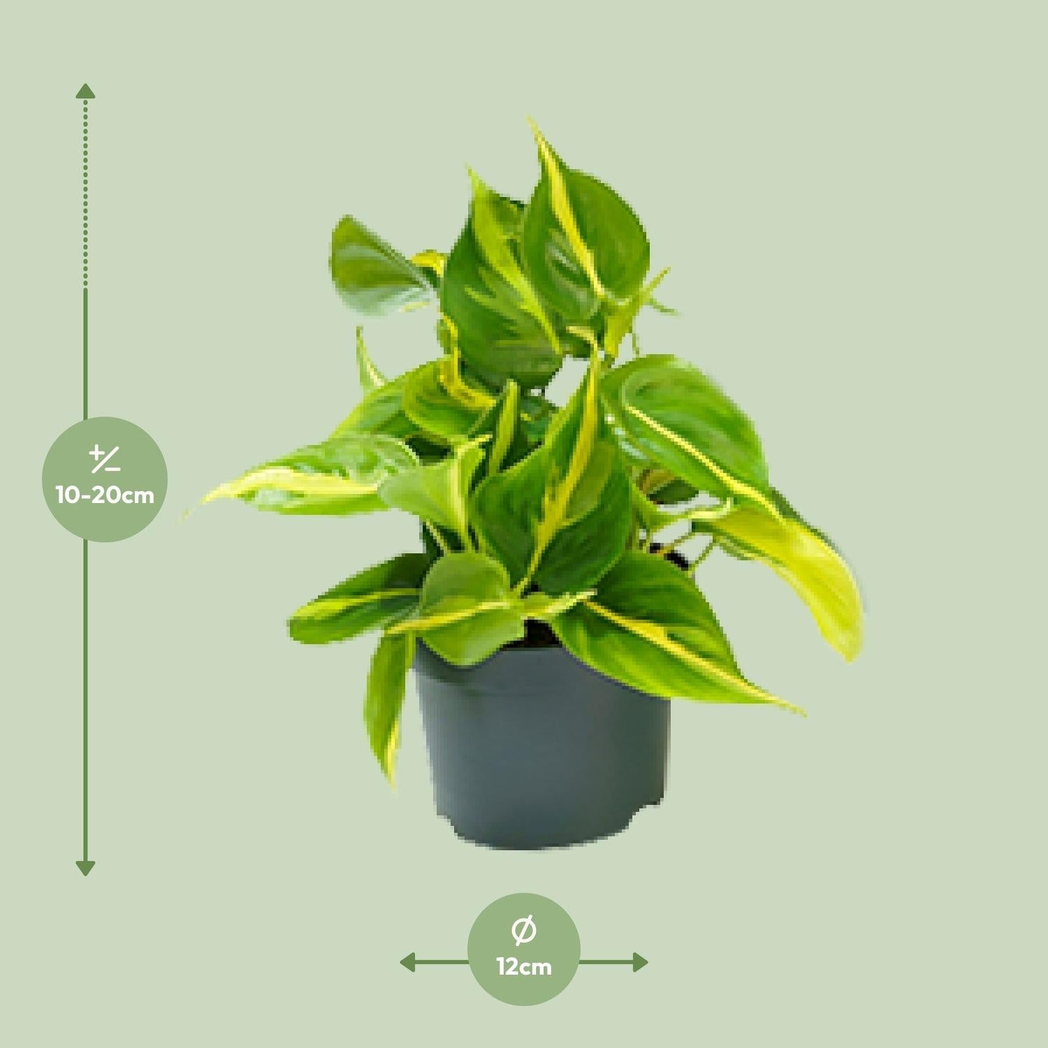 Philodendron Scandens ‘Brasil’ – Herzblatt - Philodendron - 15 - 120 cm - Green Guardia - Ihr Experte für Schädlinge und Pflanzen