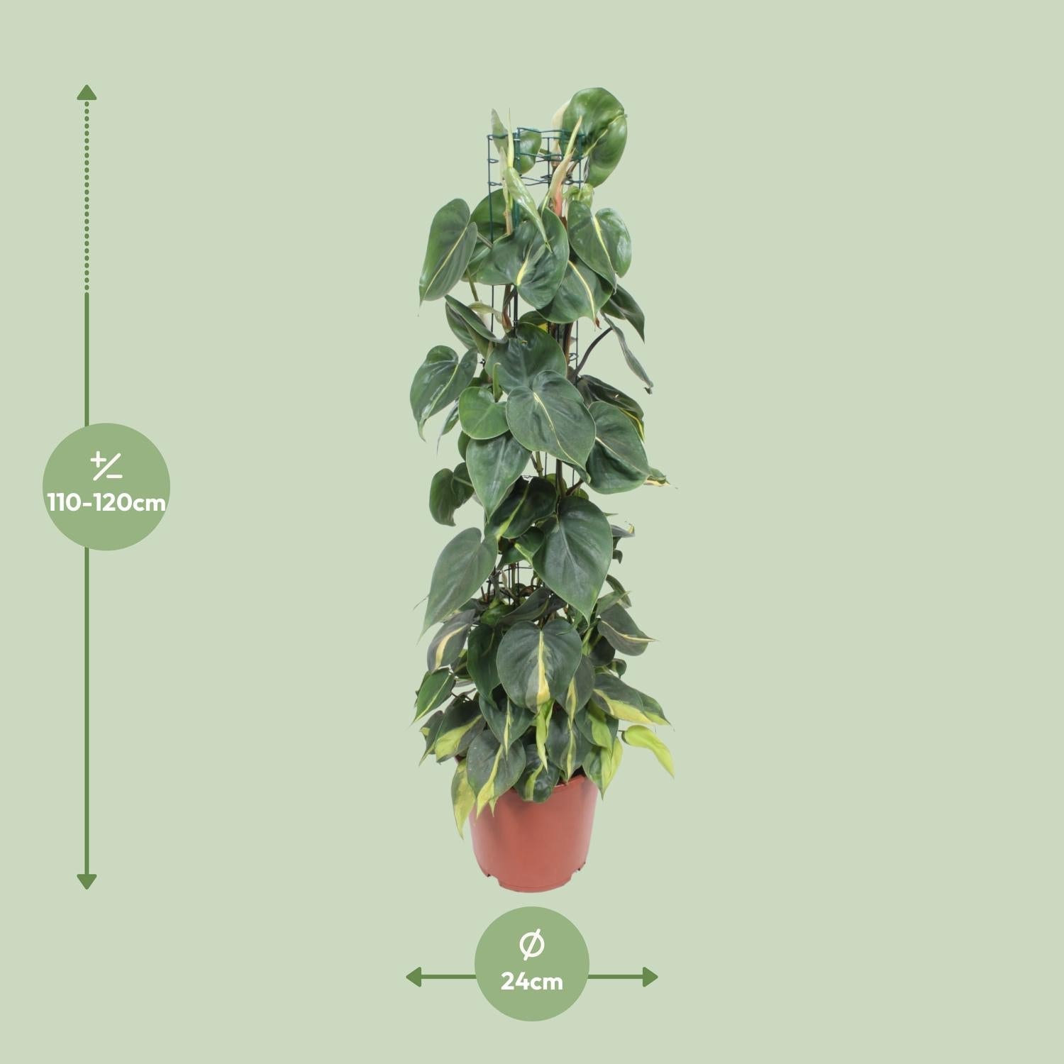 Philodendron Scandens ‘Brasil’ – Herzblatt - Philodendron - 15 - 120 cm - Green Guardia - Ihr Experte für Schädlinge und Pflanzen