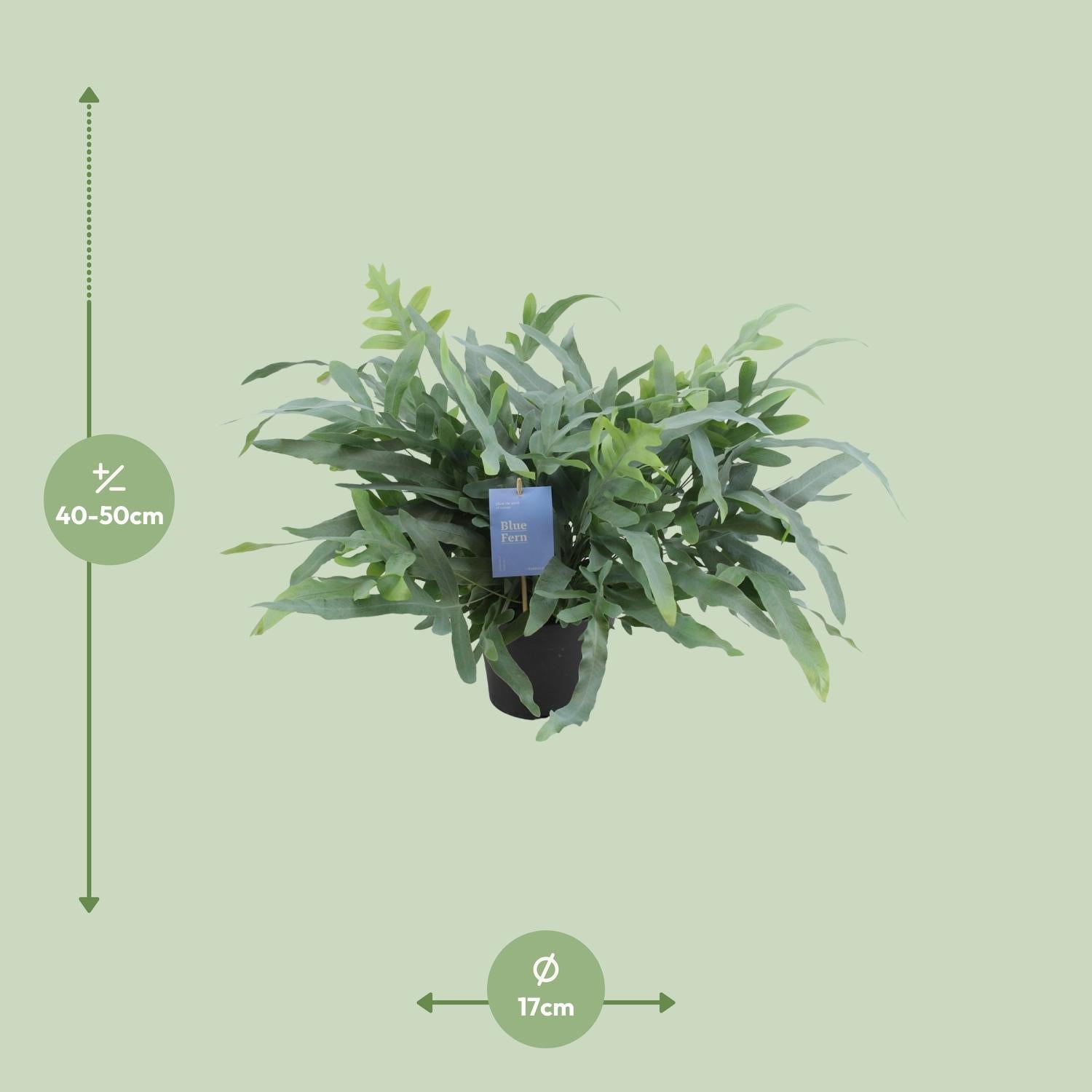 kaktus set Mini Triple Glass Cactus Set-5 main image 1