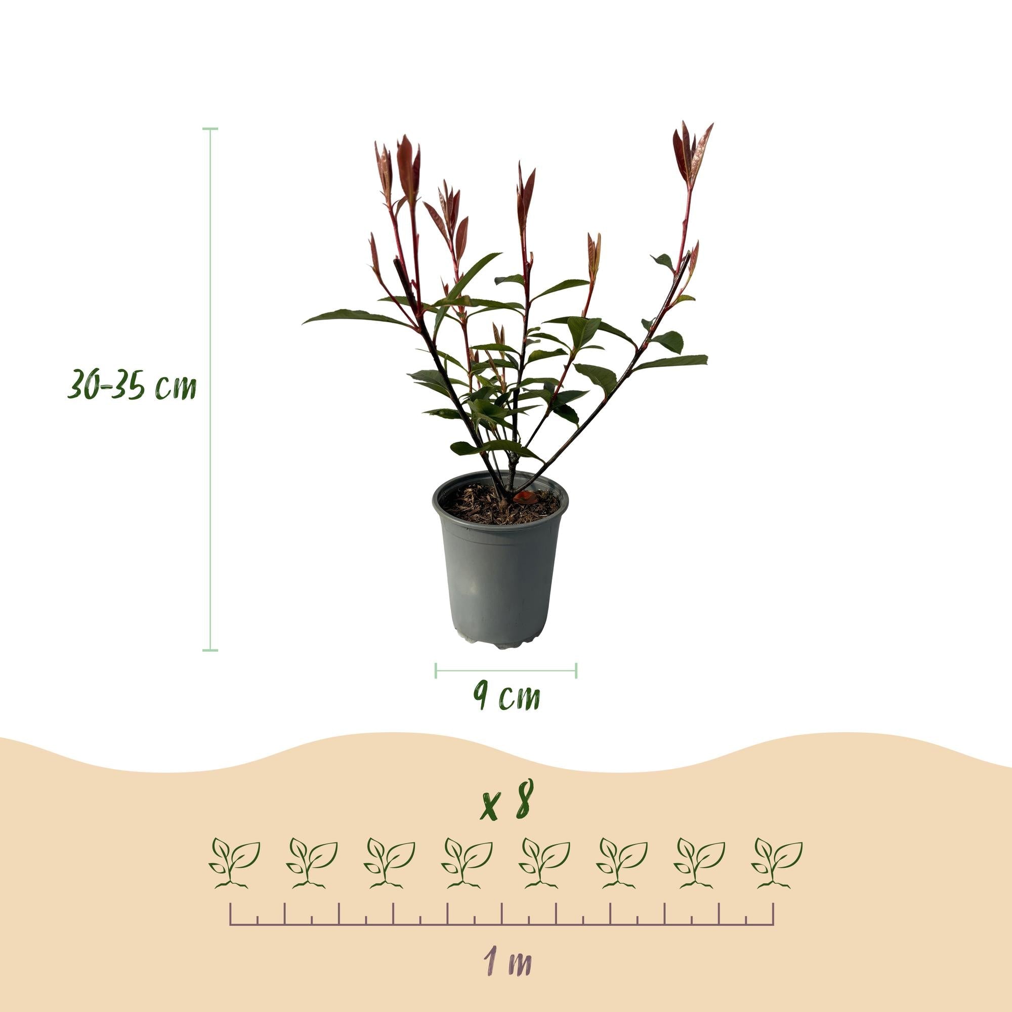 kaktus formen Gartenstecker Kaktus