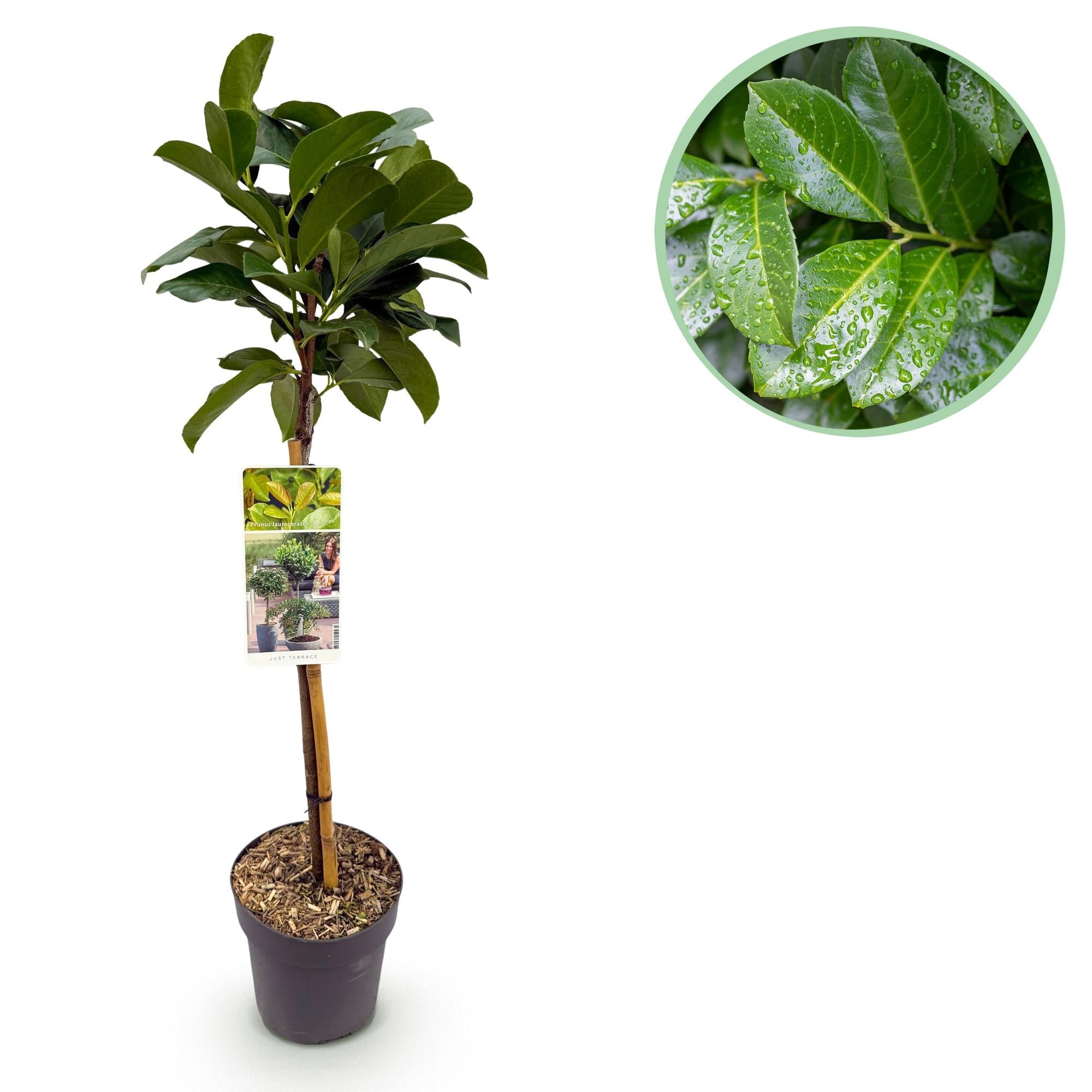 Prunus laurocerasus ‚Etna‘ – Terrassenpflanze – immergrün & winterhart – grünes Blatt – 19 cm Topf, ca. 90 cm hoch - Green Guardia - Ihr Experte für Schädlinge und Pflanzen