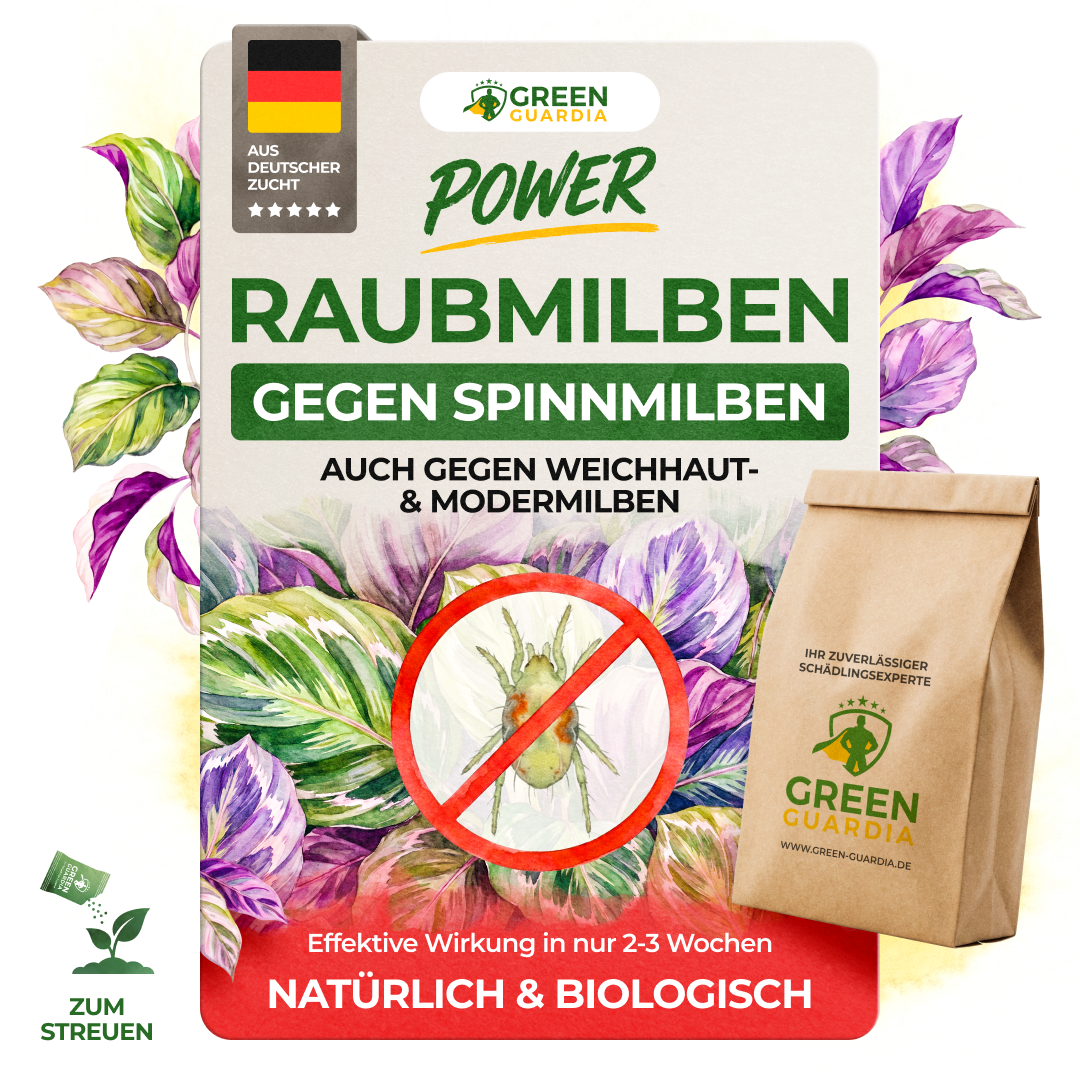 Roztocze drapieżne przeciwko przędziorkom – produkt luzem