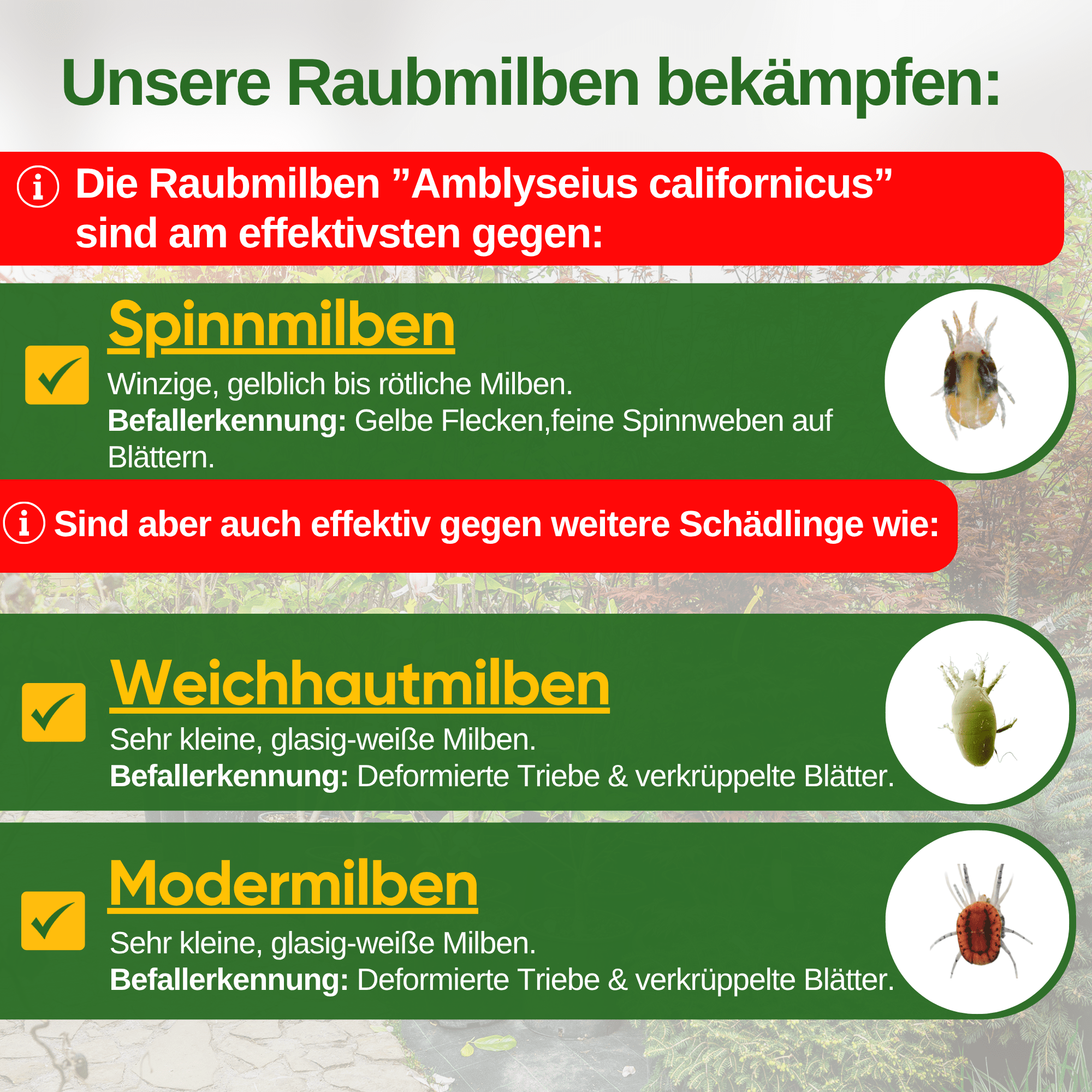 Raubmilben gegen Spinnmilben zum Aufhängen oder Streuen - Green Guardia - Ihr Experte für Schädlinge und Pflanzen