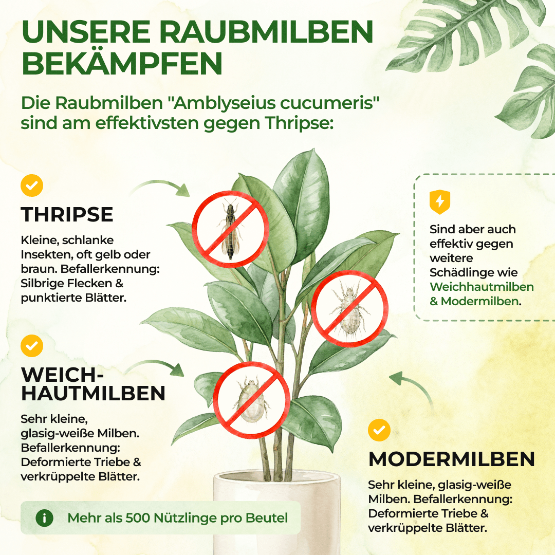 Raubmilben gegen Thripse - Green Guardia - Ihr Experte für Schädlinge und Pflanzen