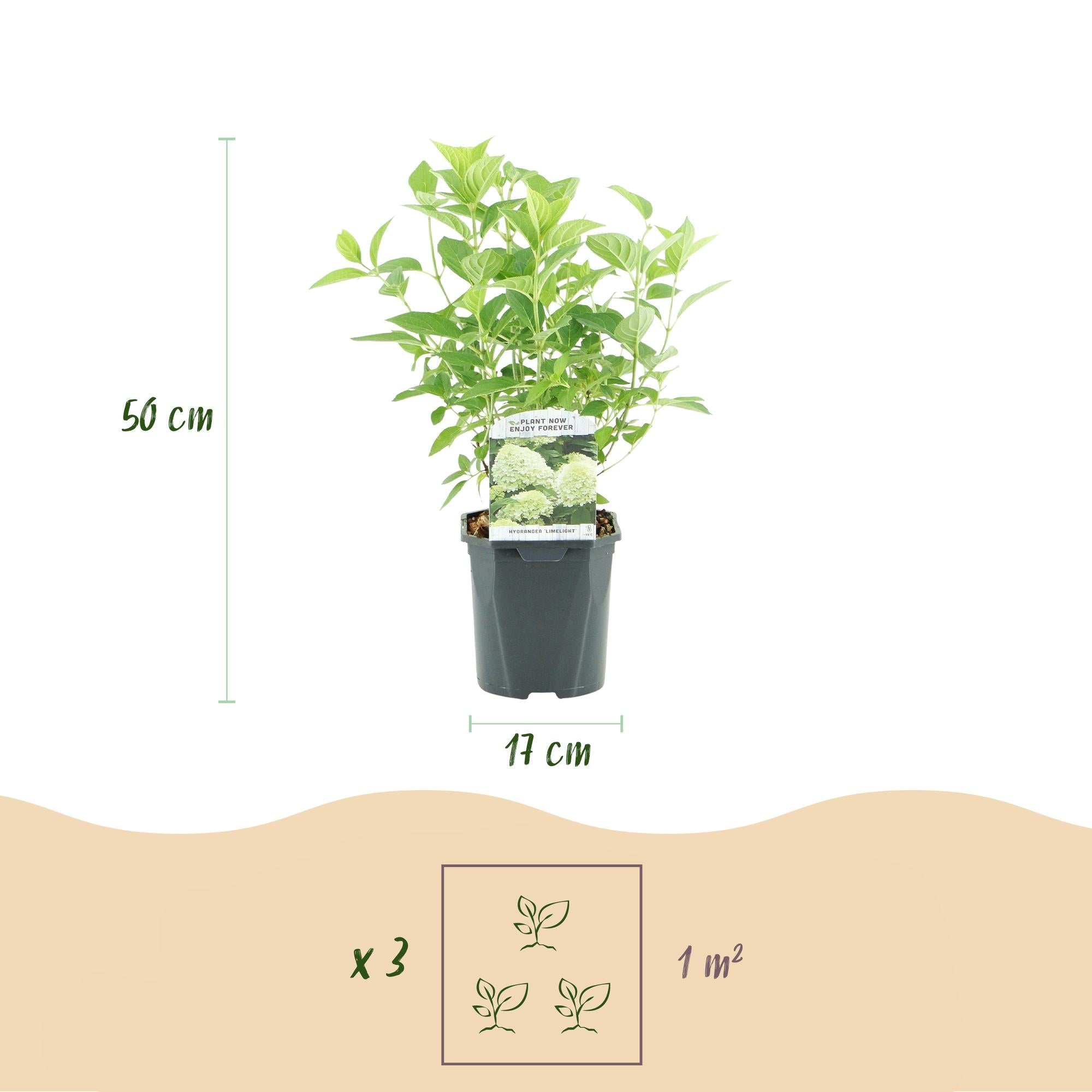 Rispenhortensie ‘Limelight’ – cremeweiße Blüten, im 17 cm Topf, 50 cm hoch - Green Guardia - Ihr Experte für Schädlinge und Pflanzen