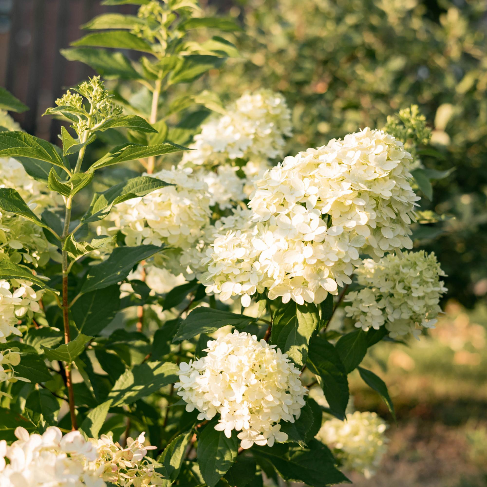 Rispenhortensie ‘Limelight’ – cremeweiße Blüten, im 17 cm Topf, 50 cm hoch - Green Guardia - Ihr Experte für Schädlinge und Pflanzen