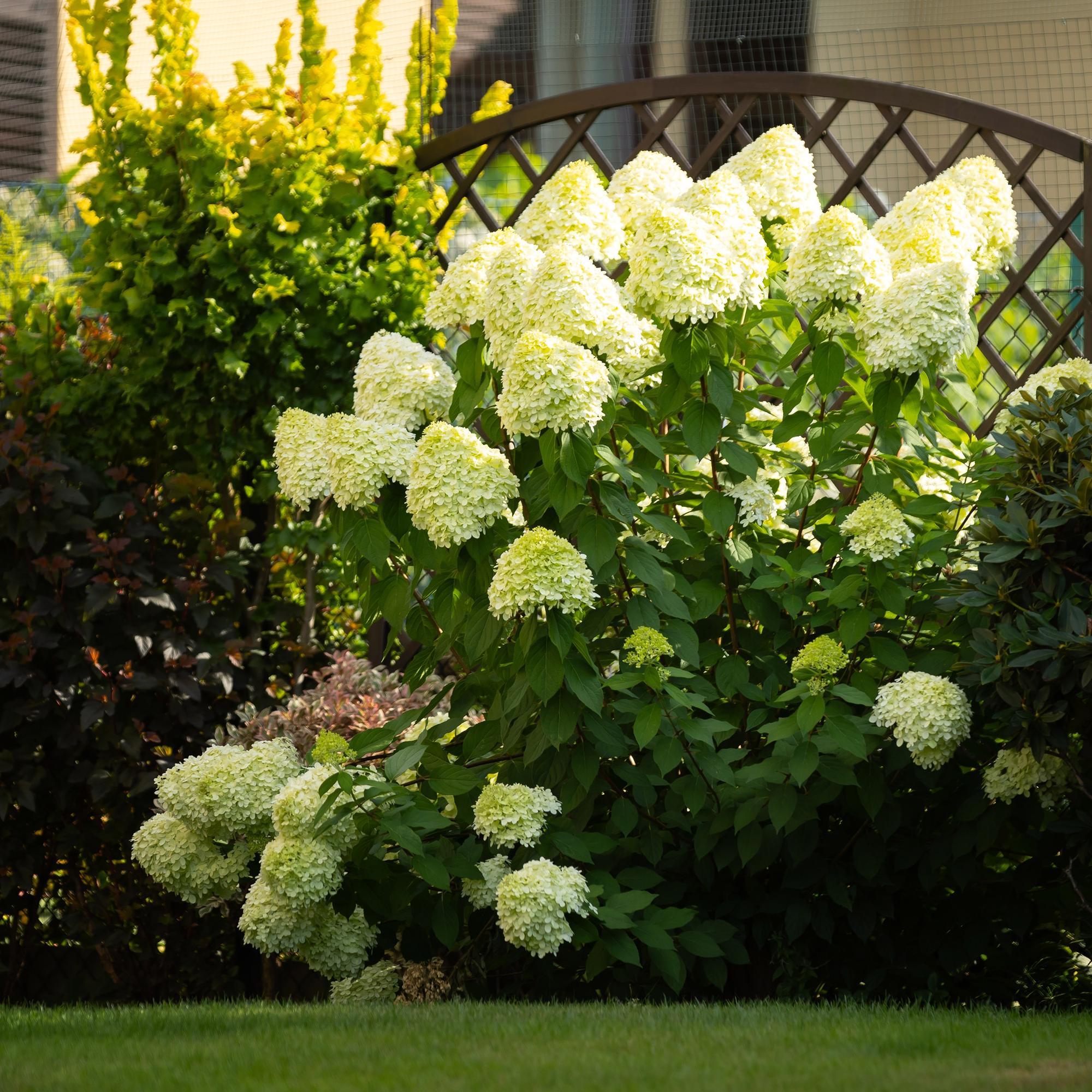 Rispenhortensie ‘Limelight’ – cremeweiße Blüten, im 17 cm Topf, 50 cm hoch - Green Guardia - Ihr Experte für Schädlinge und Pflanzen