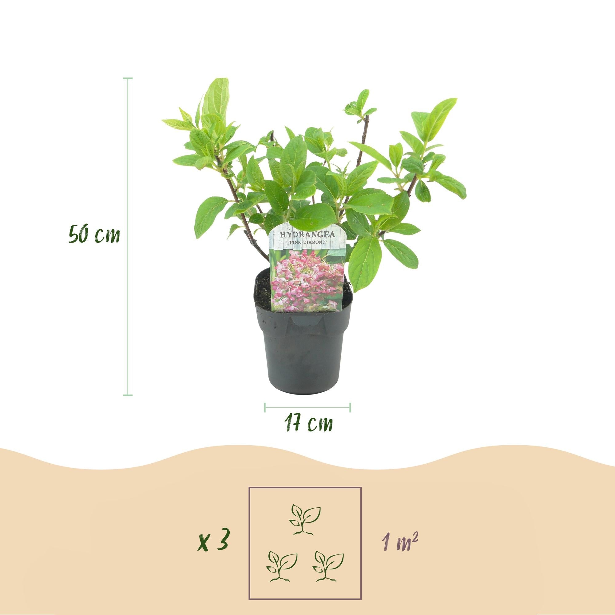 Rispenhortensie ‘Pink Diamond’ – große, weiß - rosa Blüten, 17 cm Topf, 50 cm hoch - Green Guardia - Ihr Experte für Schädlinge und Pflanzen