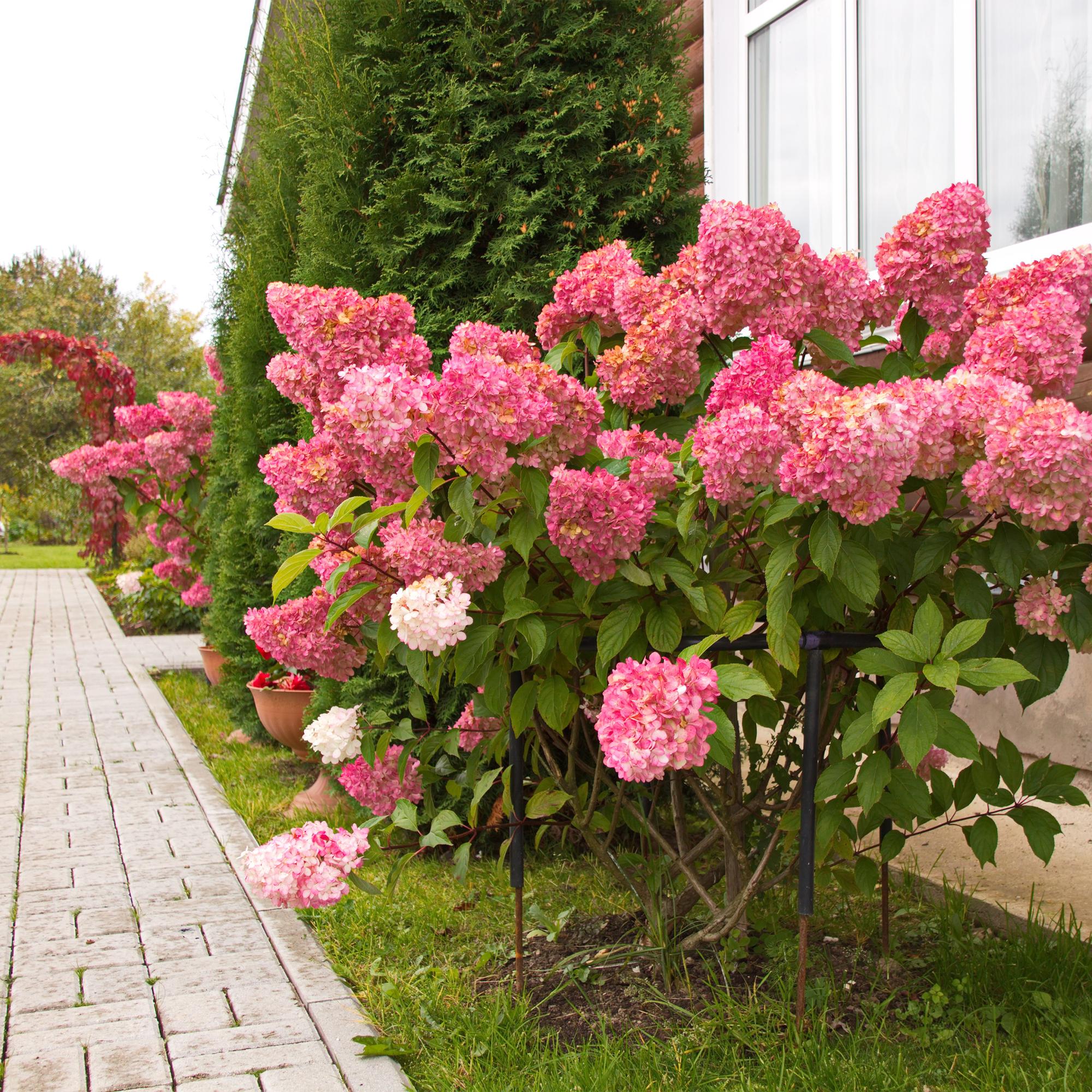 Rispenhortensie ‘Vanille Fraise’ – laubabwerfend, große weiß - rosa Blüten, 17 cm Topf, 50 cm hoch - Green Guardia - Ihr Experte für Schädlinge und Pflanzen
