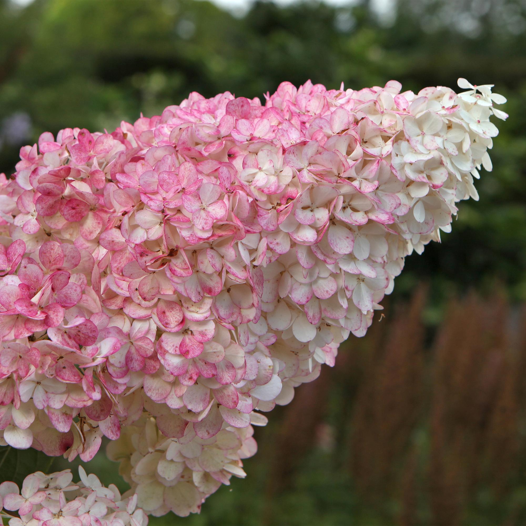 Rispenhortensie ‘Vanille Fraise’ – laubabwerfend, große weiß - rosa Blüten, 17 cm Topf, 50 cm hoch - Green Guardia - Ihr Experte für Schädlinge und Pflanzen