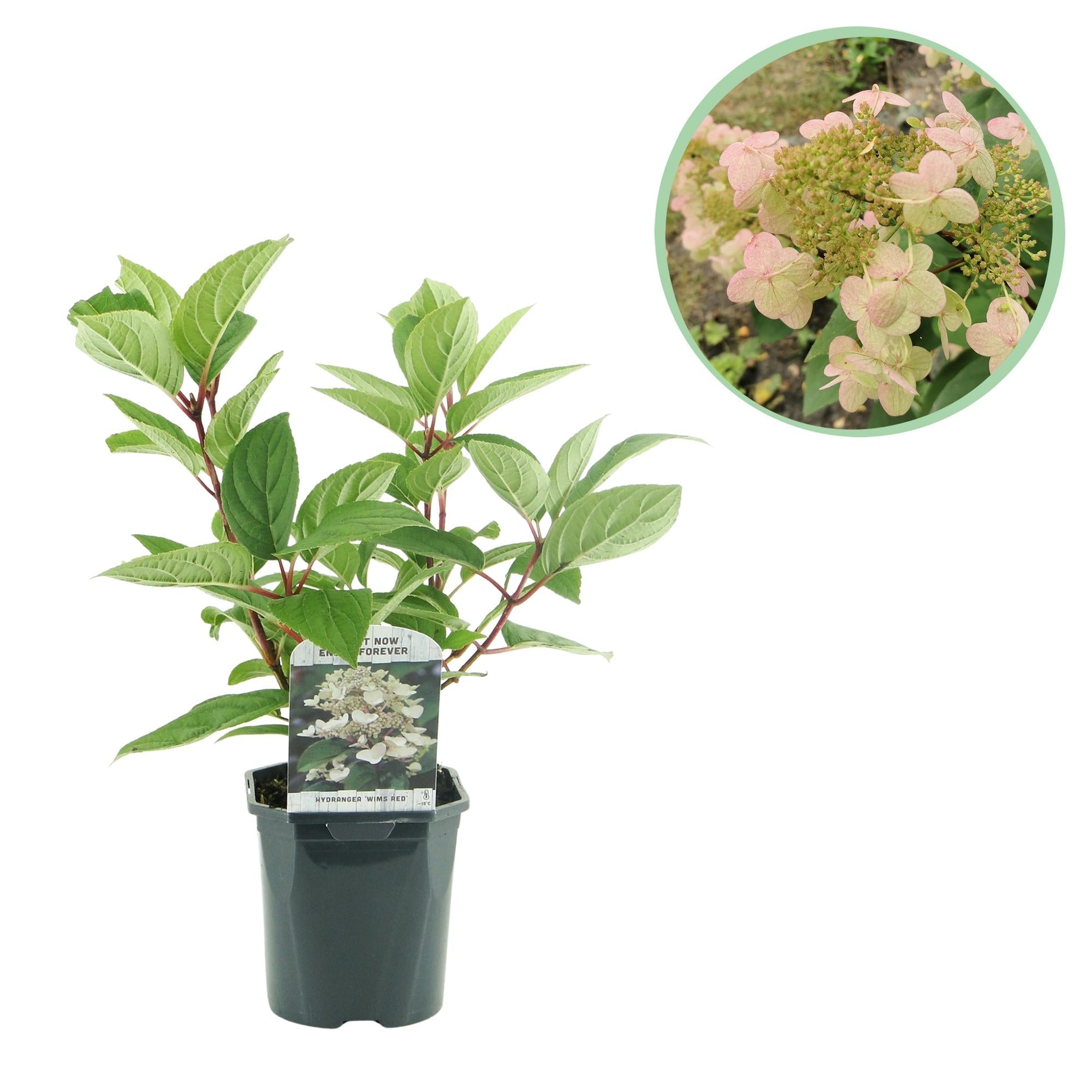 Rispenhortensie ‘Wims Red’ – große, zweifarbige Blüten (Weiß - Rot), 17 cm Topf, 50 cm hoch - Green Guardia - Ihr Experte für Schädlinge und Pflanzen