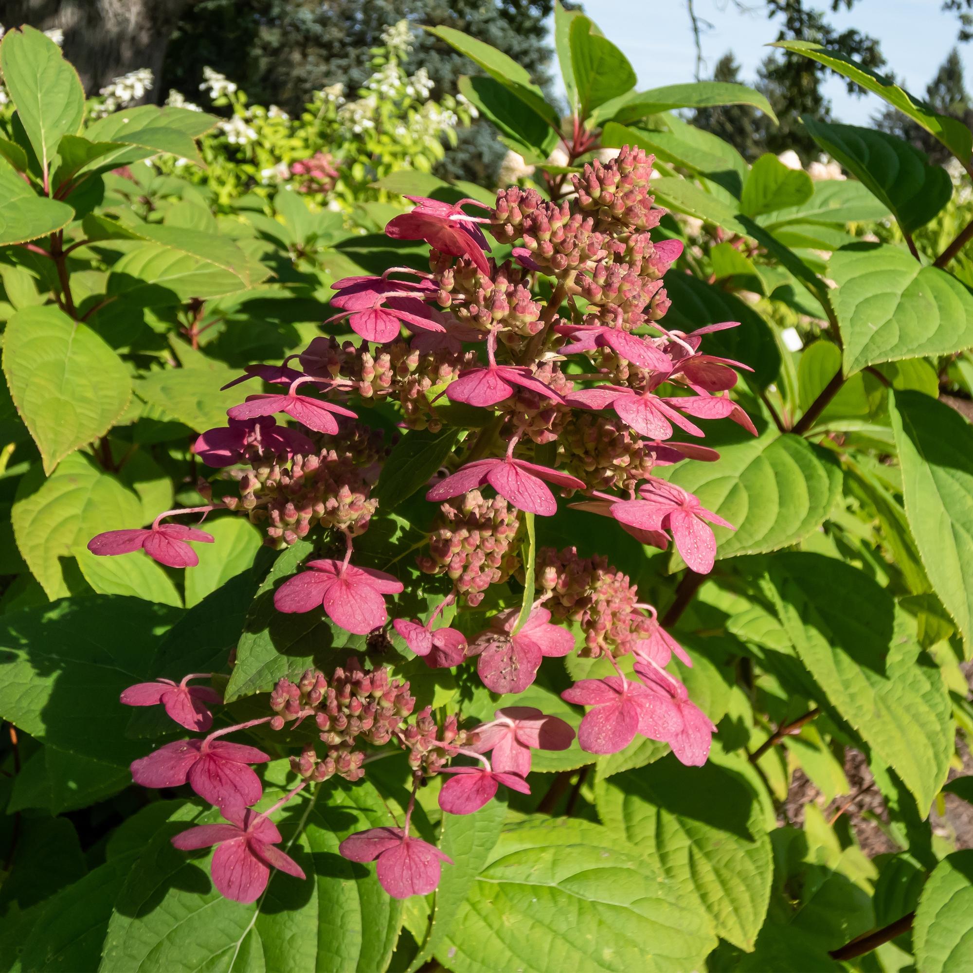 Rispenhortensie ‘Wims Red’ – große, zweifarbige Blüten (Weiß - Rot), 17 cm Topf, 50 cm hoch - Green Guardia - Ihr Experte für Schädlinge und Pflanzen