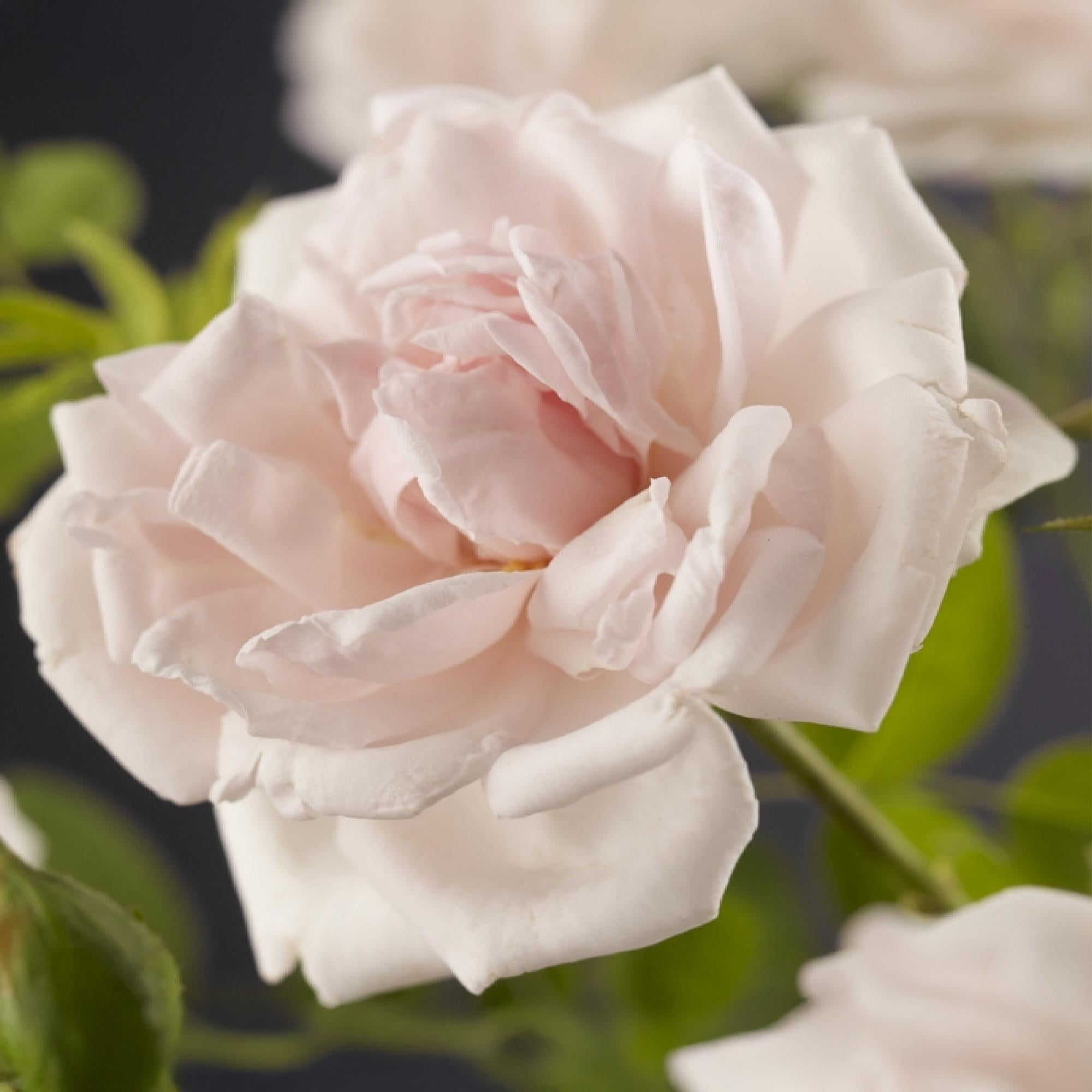 Rosa ‘New Dawn’ – Kletterrose mit hellrosa Blüten, 2 Pflanzen im 11 cm Topf, 40 cm Höhe - Green Guardia - Ihr Experte für Schädlinge und Pflanzen