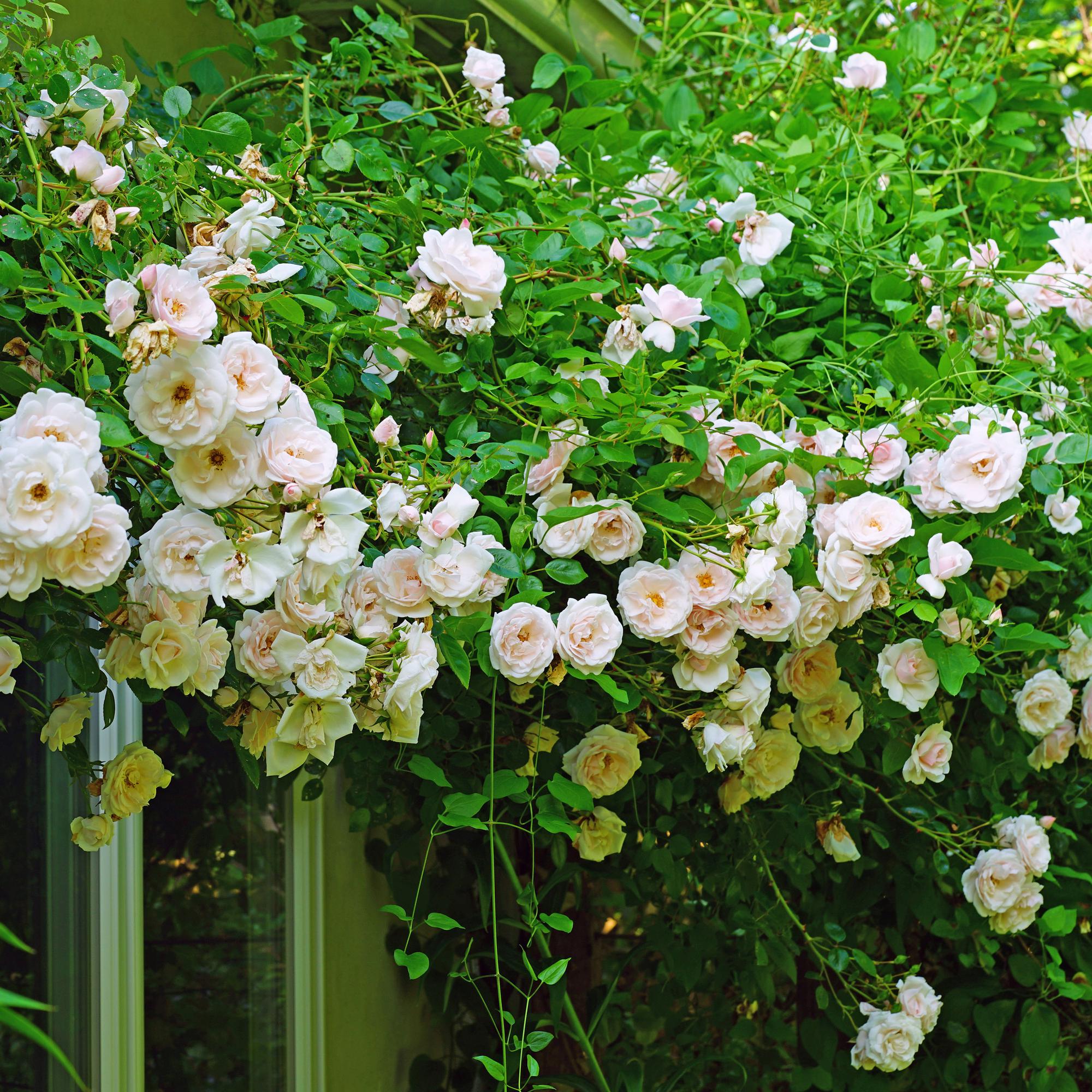 Rosa ‘New Dawn’ – Kletterrose mit hellrosa Blüten, 2 Pflanzen im 11 cm Topf, 40 cm Höhe - Green Guardia - Ihr Experte für Schädlinge und Pflanzen
