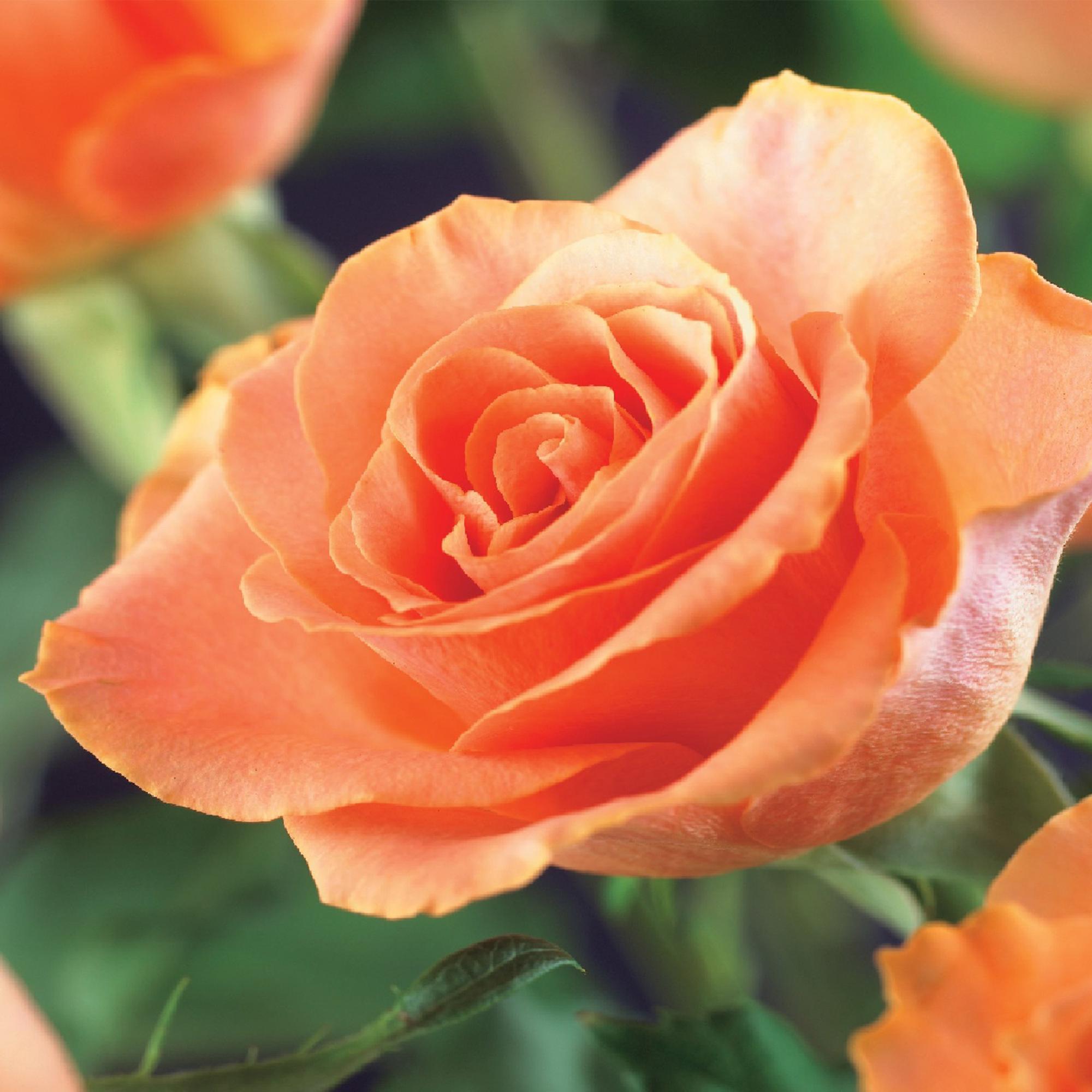 Rosa ‘Orange Climber’ – Kletterrose mit orangefarbenen Blüten, 2 Pflanzen, 40 cm Höhe - Green Guardia - Ihr Experte für Schädlinge und Pflanzen