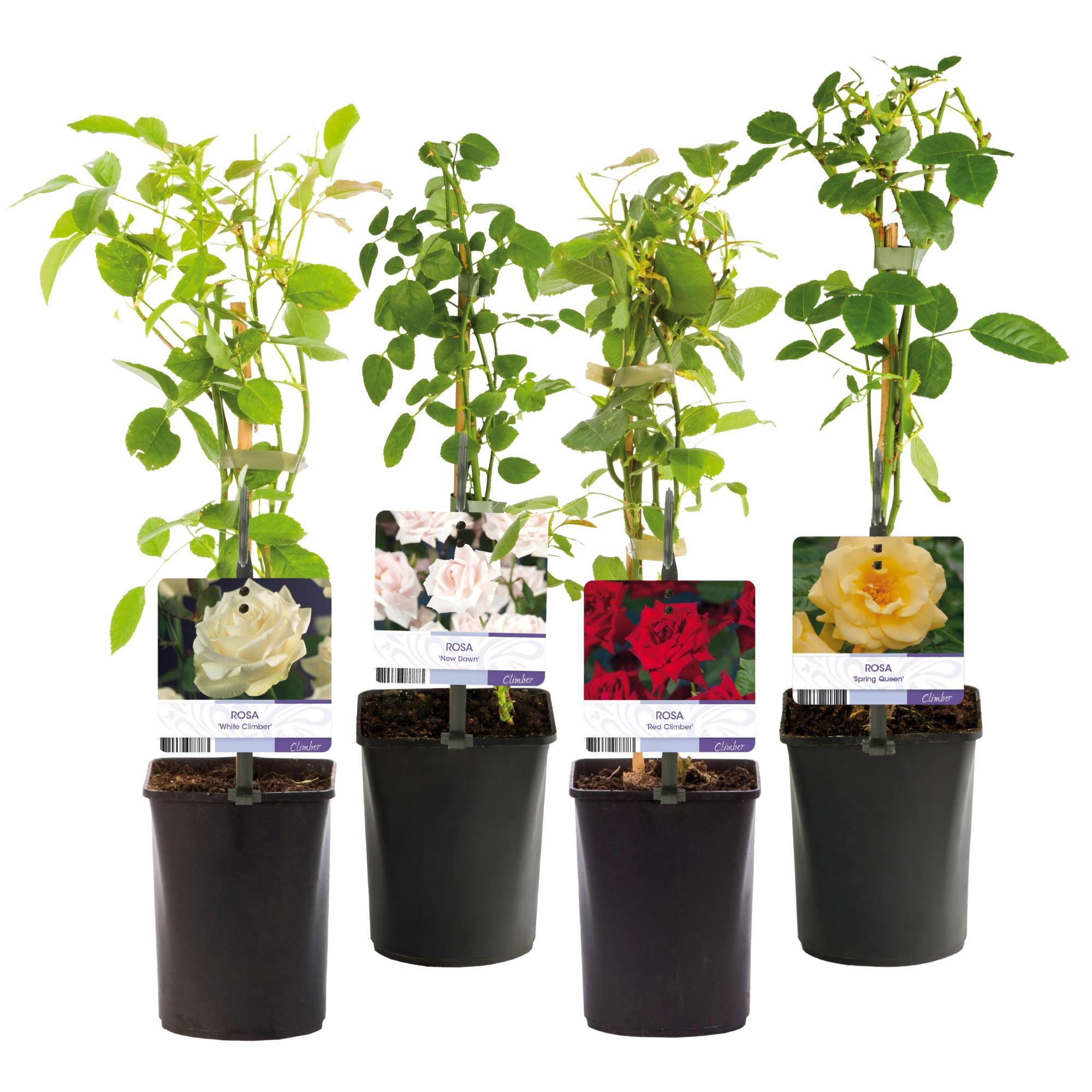 ’Rosa Rainbow’ Kletterrose – mehrfarbige Blüten in Rosa, Weiß, Gelb und Rot, 4 Pflanzen im 11 cm Topf - Green Guardia - Ihr Experte für Schädlinge und Pflanzen