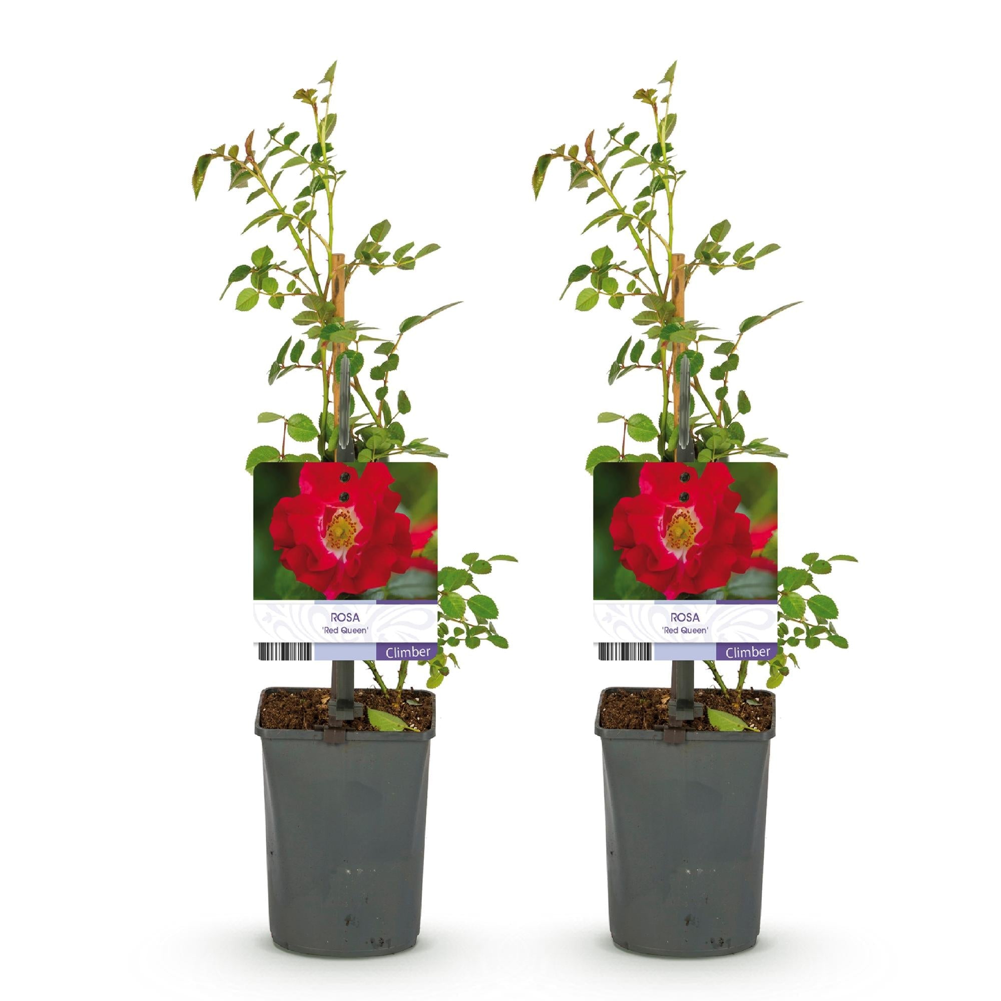Rosa ‘Red Queen’ – pflegeleichte Kletterrose mit roten Blüten, 2 Pflanzen, 11 cm Topf, 40 cm Höhe - Green Guardia - Ihr Experte für Schädlinge und Pflanzen