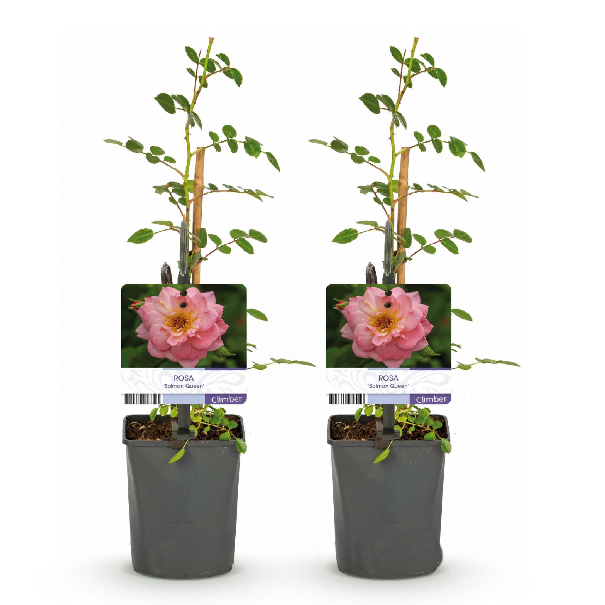 Rosa ‘Salmon Queen’ – Kletterrose, lachsrosa, pflegeleicht, 2 Pflanzen à 11 cm Topf, 40 cm Höhe - Green Guardia - Ihr Experte für Schädlinge und Pflanzen