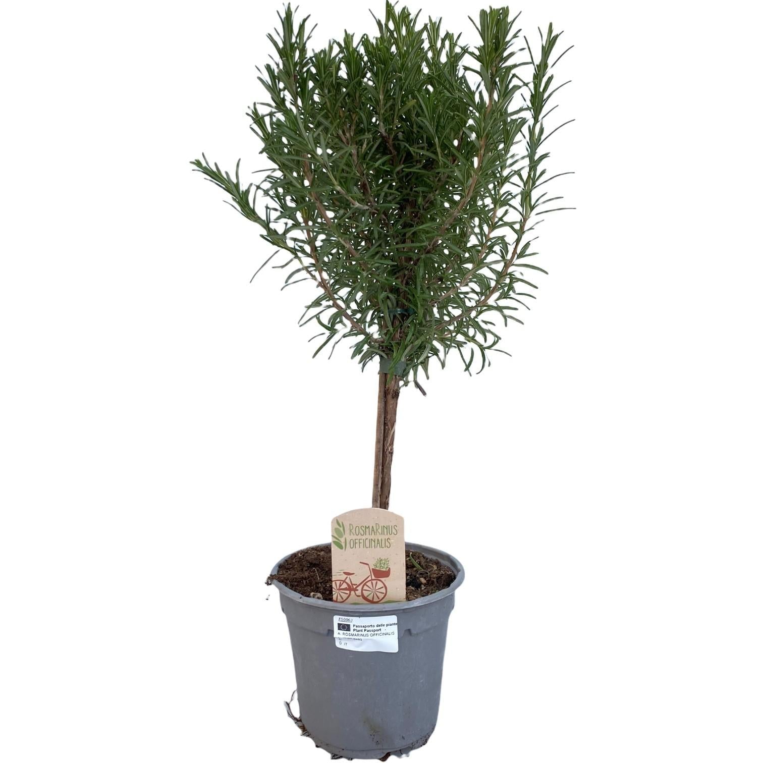 Rosmarin „Op Stam“ – Hochstämmchen 14 cm Topf, ca. 45 cm - Green Guardia - Ihr Experte für Schädlinge und Pflanzen
