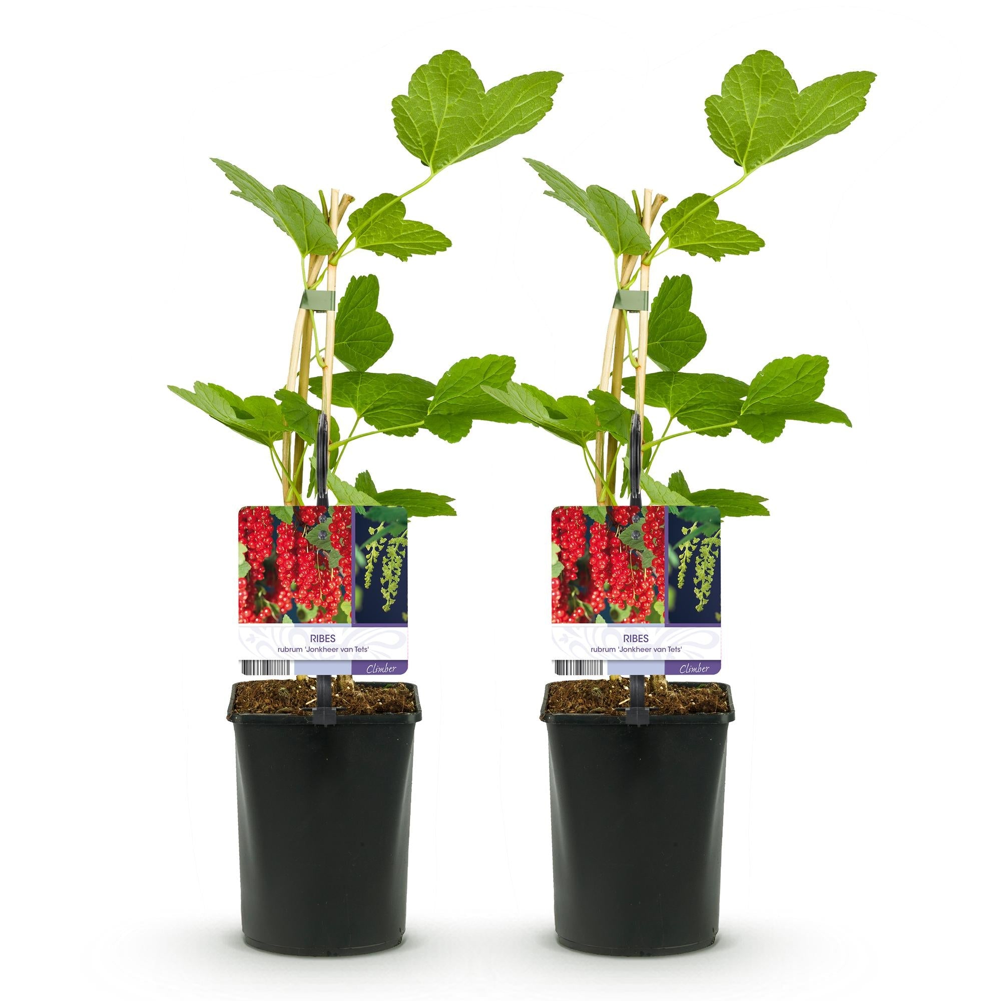 Rote Johannisbeere (Ribes rubrum) – 2 Pflanzen, ca. 40 cm, Topf Ø 11 cm - Green Guardia - Ihr Experte für Schädlinge und Pflanzen