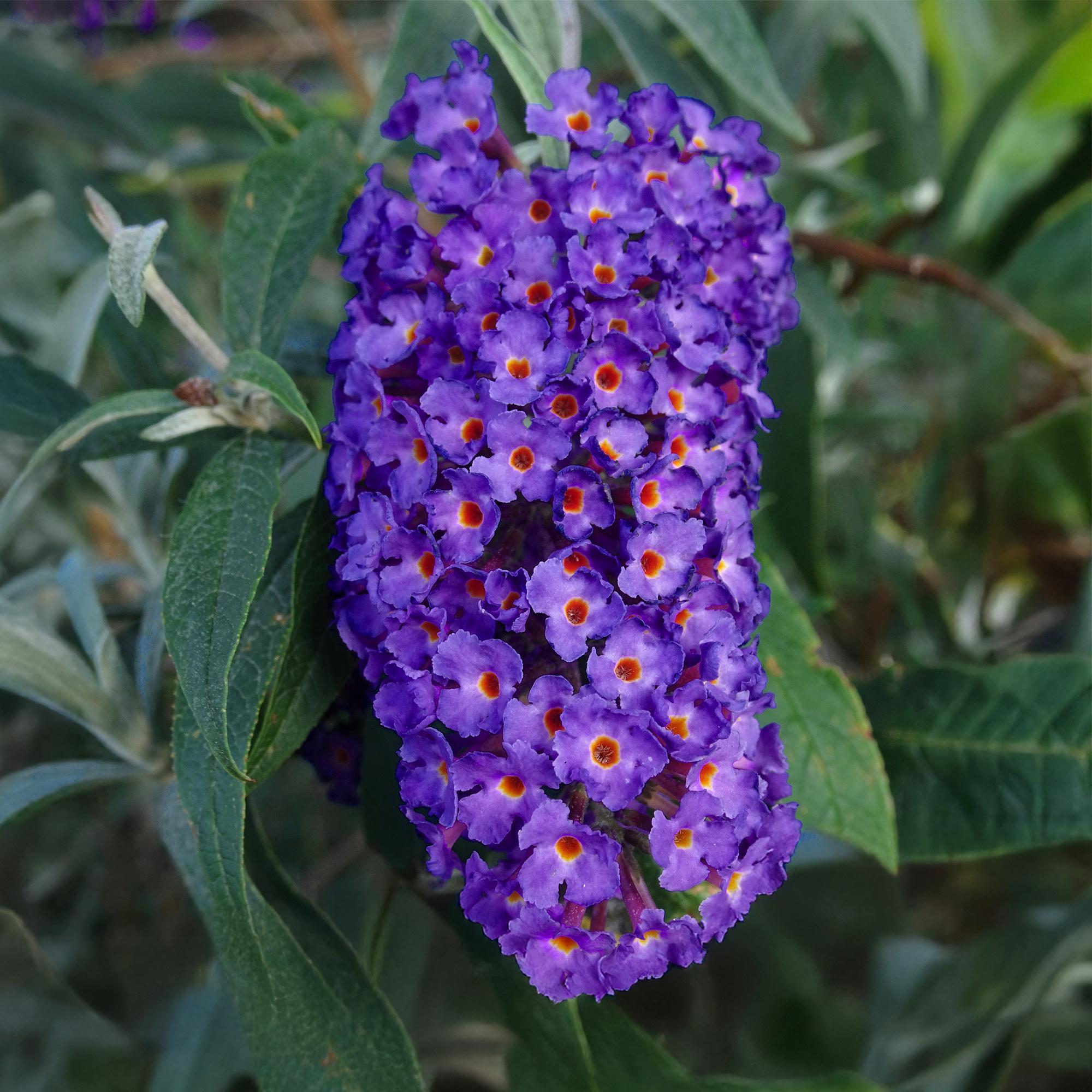 Schmetterlingsstrauch ‘Empire Blue’ – Blüte blau, 1 Pflanze, 17 cm Topf, 25 cm hoch - Green Guardia - Ihr Experte für Schädlinge und Pflanzen
