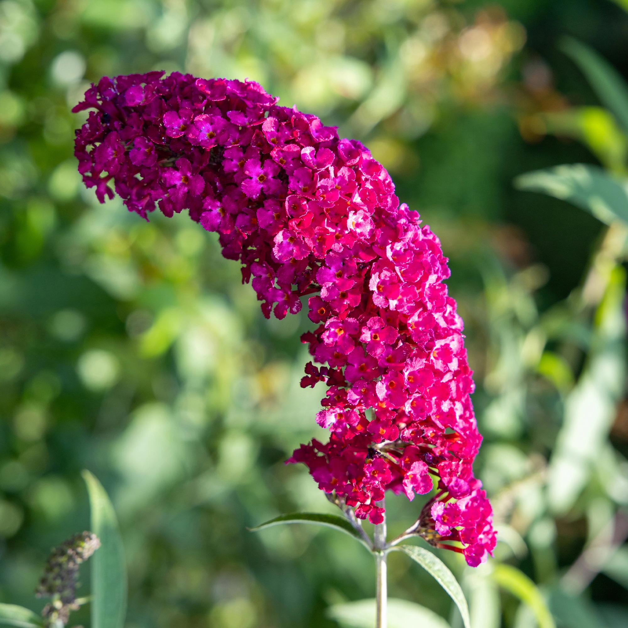 Schmetterlingsstrauch ‘Royal Red’ – rotblühend, 1 Pflanze, 17 cm Topf, 25 cm hoch - Green Guardia - Ihr Experte für Schädlinge und Pflanzen
