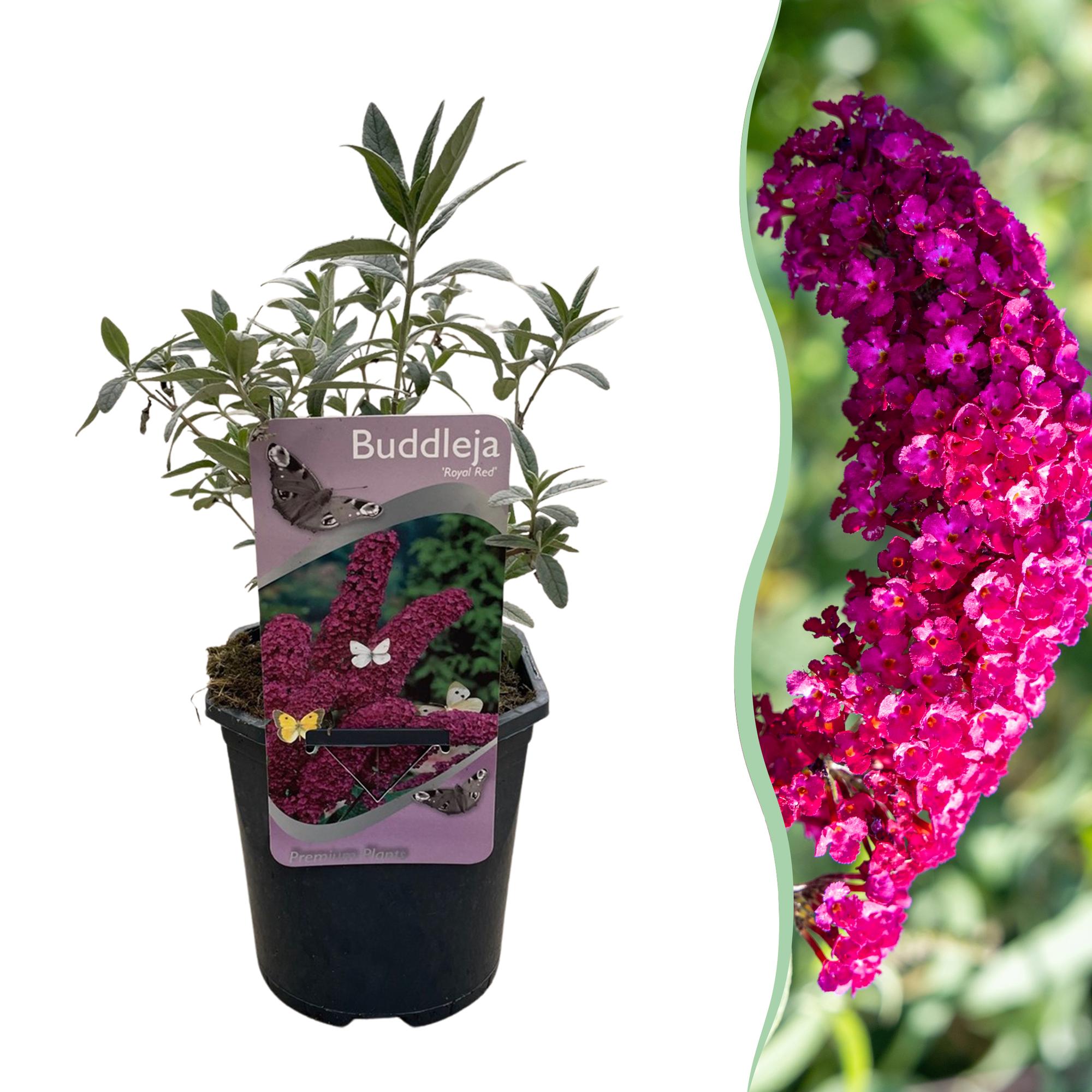 Schmetterlingsstrauch ‘Royal Red’ – rotblühend, 1 Pflanze, 17 cm Topf, 25 cm hoch - Green Guardia - Ihr Experte für Schädlinge und Pflanzen