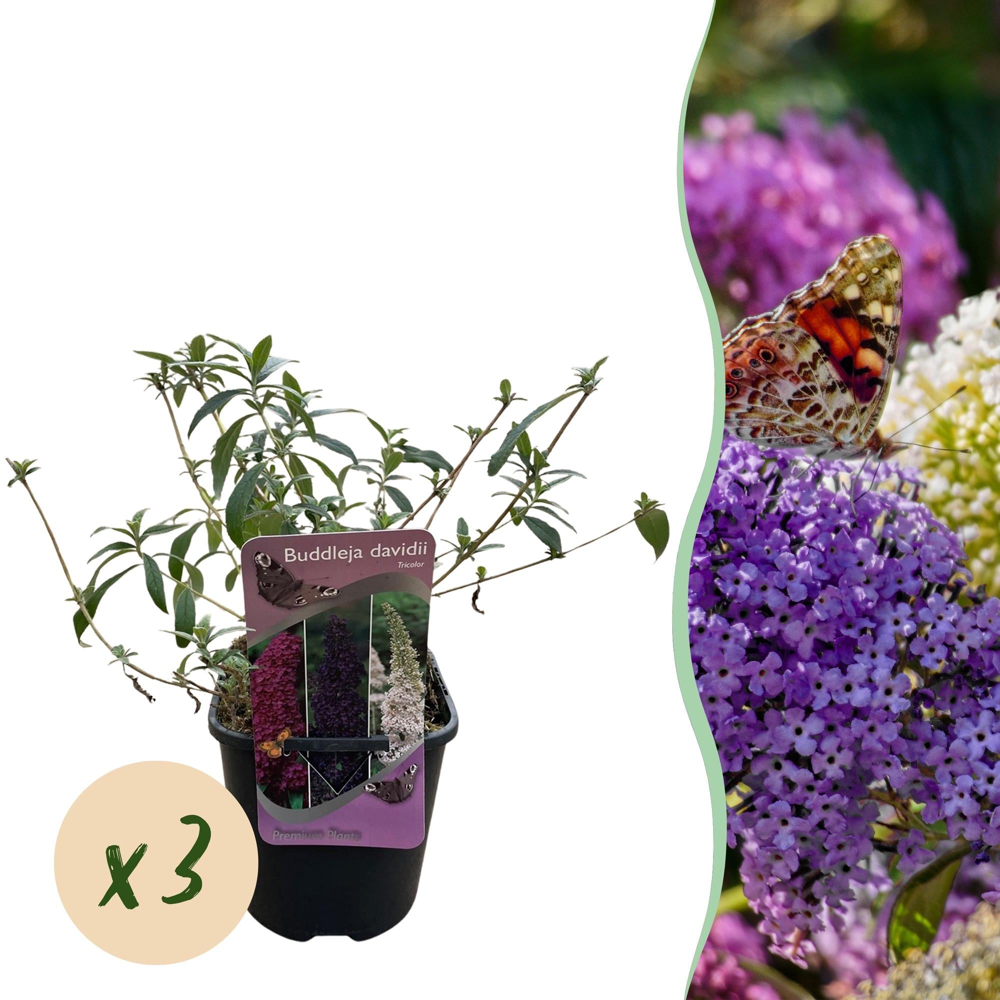 Schmetterlingsstrauch ‘Tricolour’ – Blüten in Rosa, Weiß und Lila, schmetterlingsanlockend, 3 Pflanzen, 17 cm Topf - Green Guardia - Ihr Experte für Schädlinge und Pflanzen