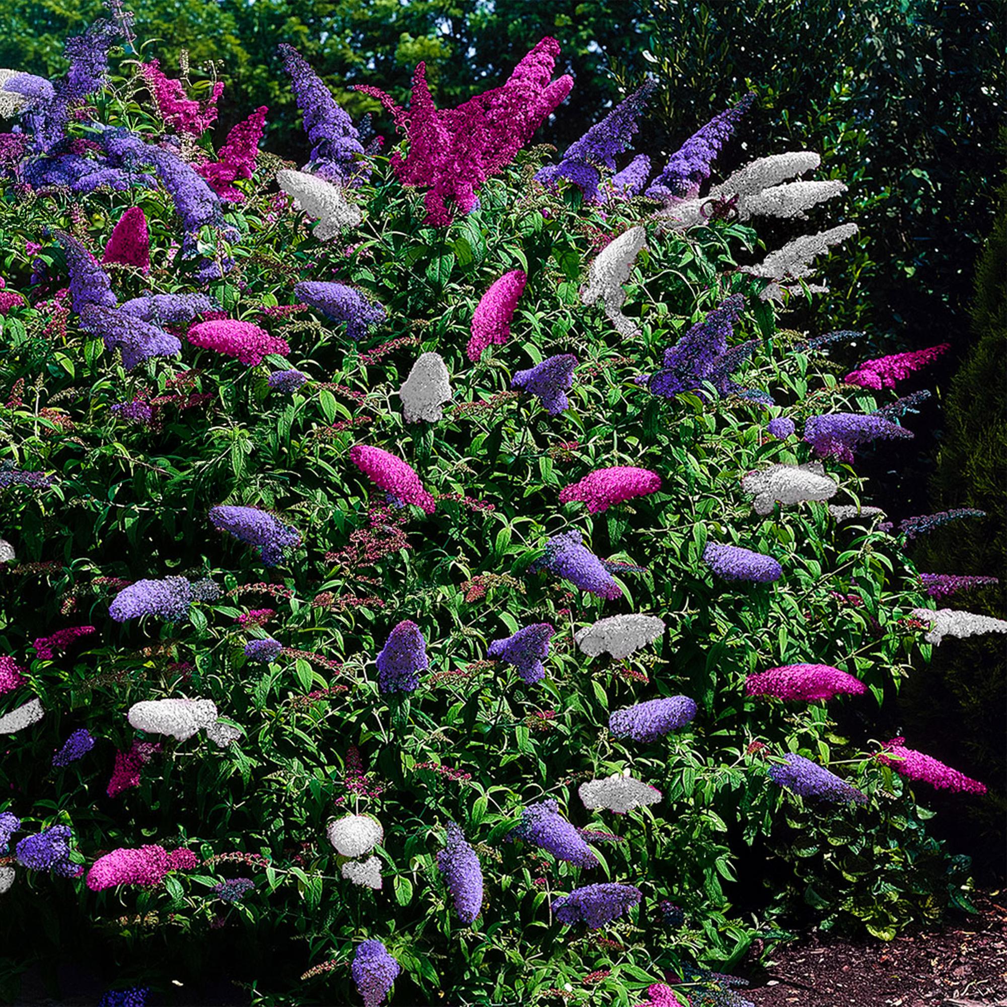 Schmetterlingsstrauch ‘Tricolour’ – Blüten in Rosa, Weiß und Lila, schmetterlingsanlockend, 3 Pflanzen, 17 cm Topf - Green Guardia - Ihr Experte für Schädlinge und Pflanzen
