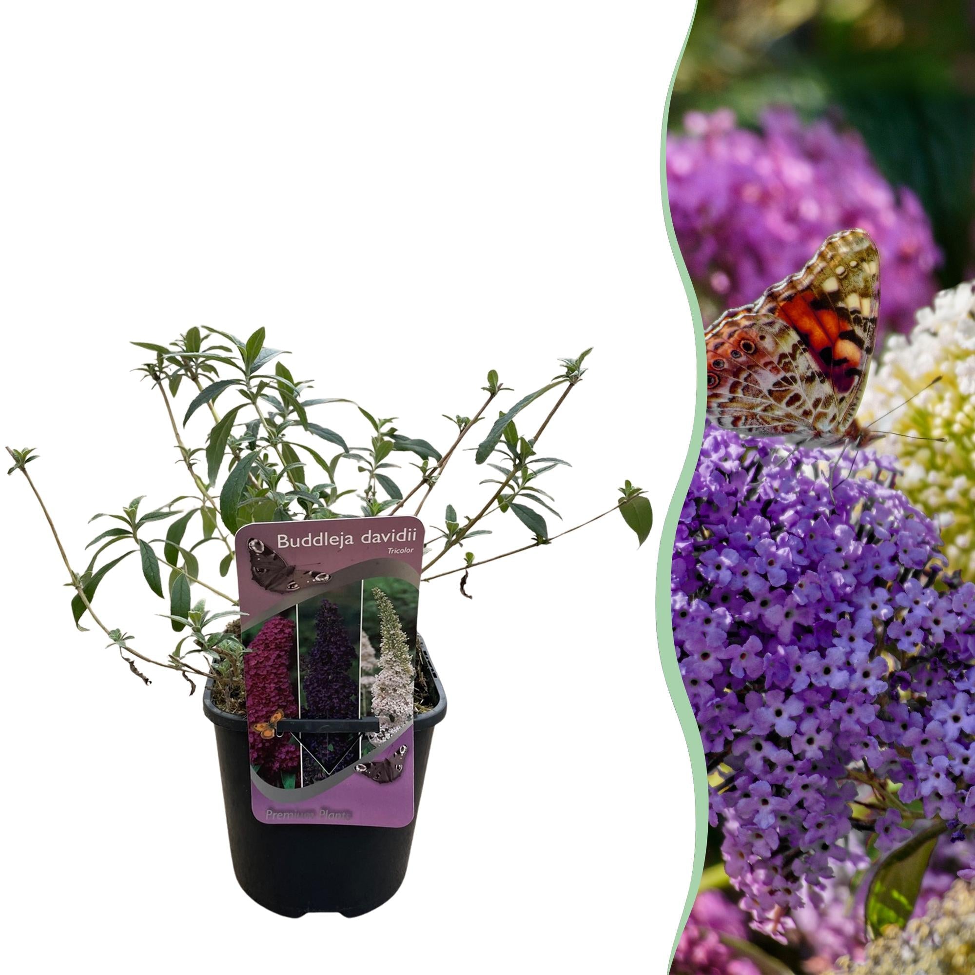 Schmetterlingsstrauch ‘Tricolour’ – laubabwerfend, dreifarbige Blüten, 17 cm Topf, 30 cm hoch - Green Guardia - Ihr Experte für Schädlinge und Pflanzen