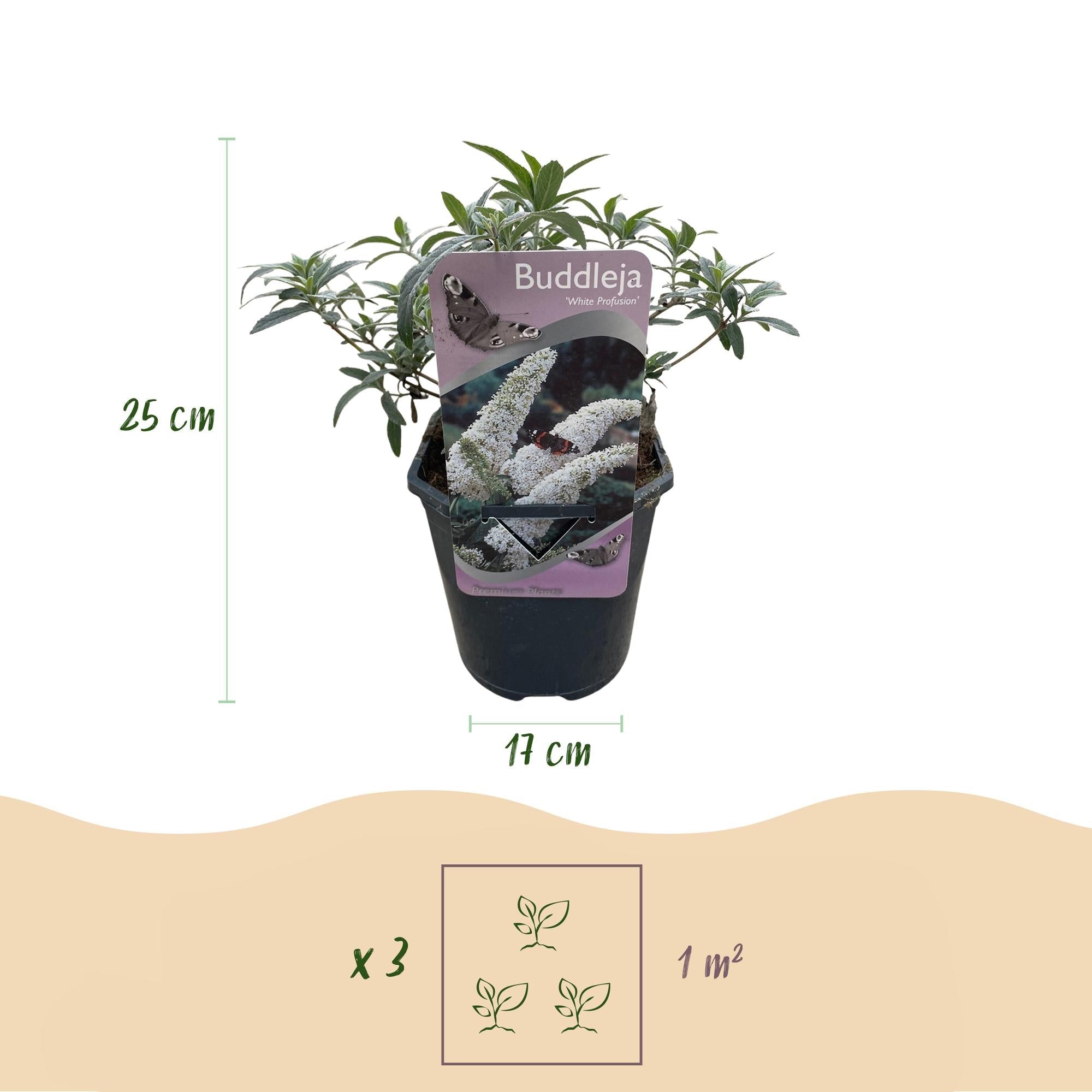 Schmetterlingsstrauch ‘White Profusion’ – 1 Pflanze, weiß blühend, 17 cm Topf, 25 cm hoch - Green Guardia - Ihr Experte für Schädlinge und Pflanzen