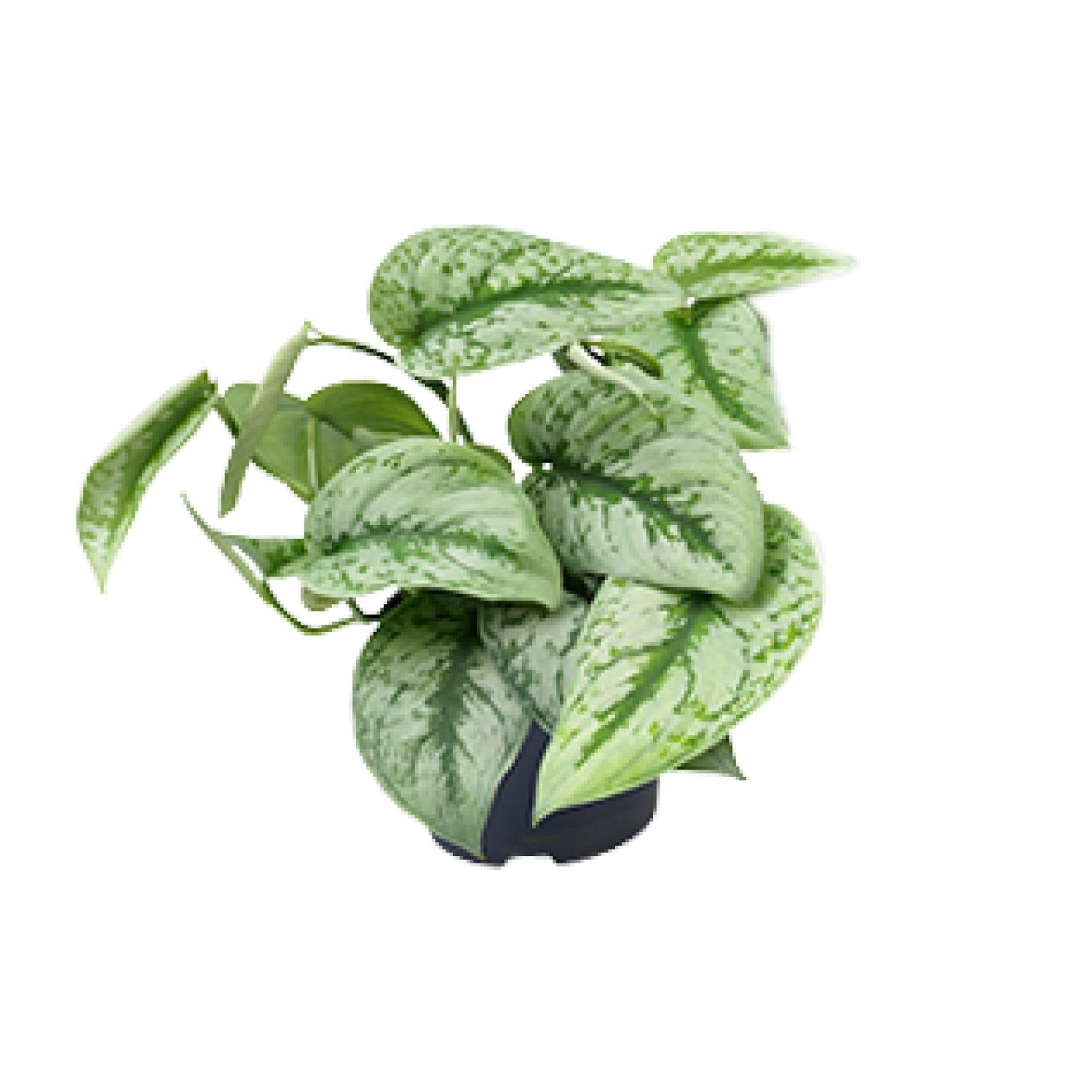 Scindapsus Pictus ‘Trebie’ – Gefleckte Efeutute - 15 - 25 cm - Green Guardia - Ihr Experte für Schädlinge und Pflanzen