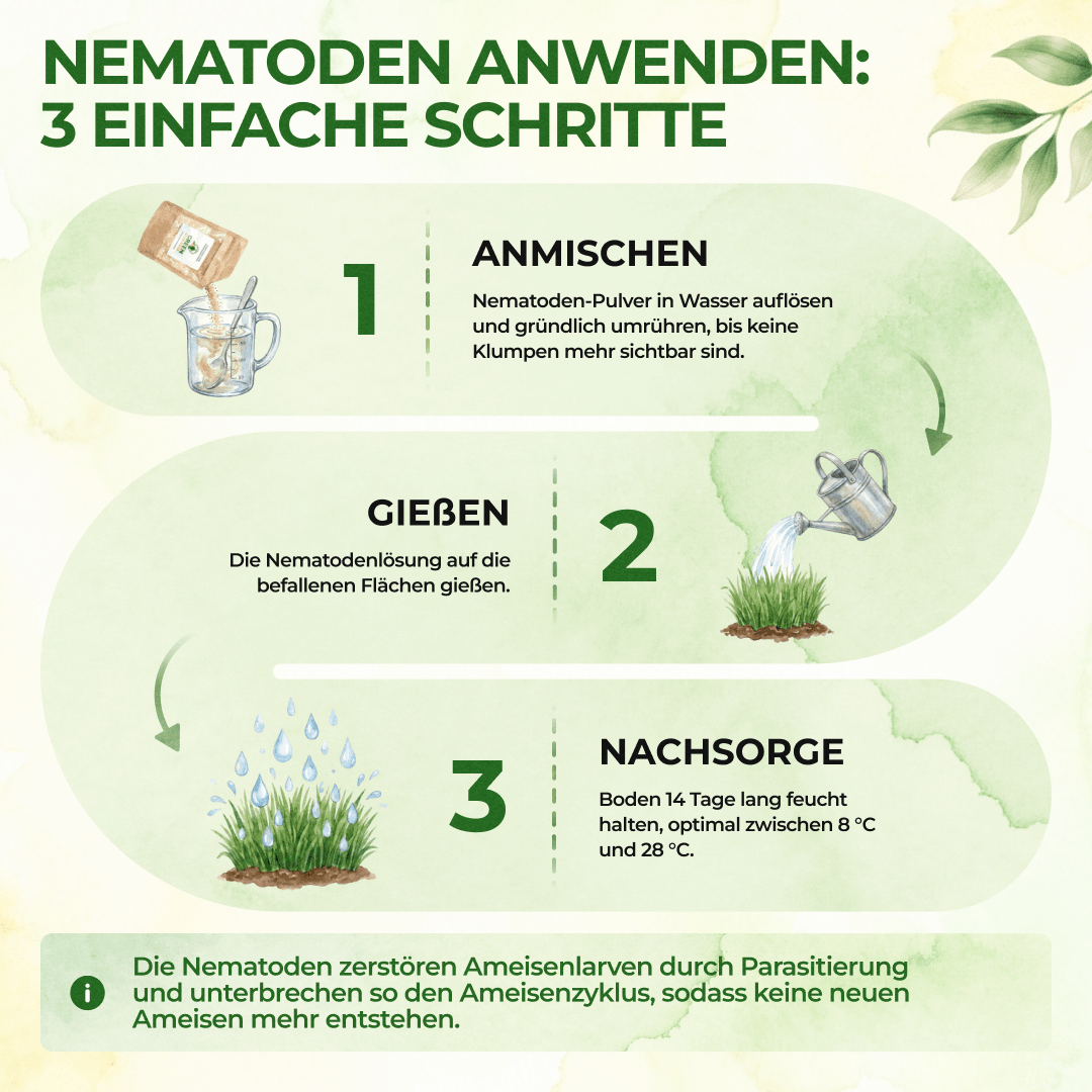 SF - Nematoden gegen Ameisen - Green Guardia - Ihr Experte für Schädlinge und Pflanzen